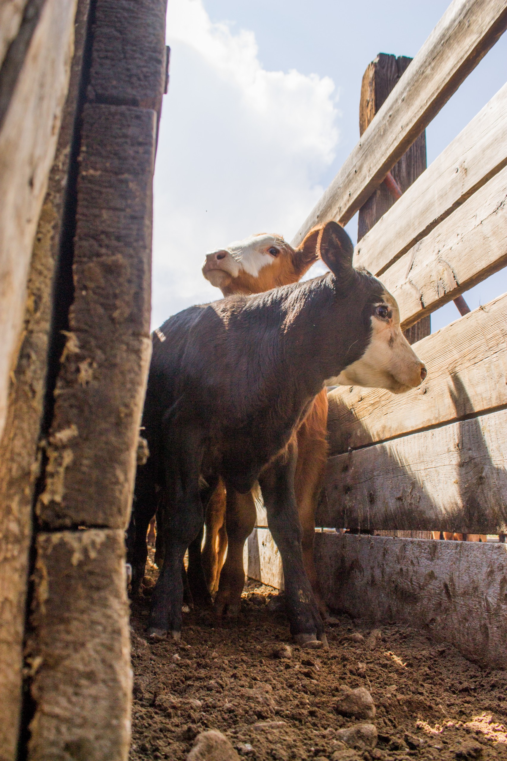 A Ranch Mom: Processing yearling calves