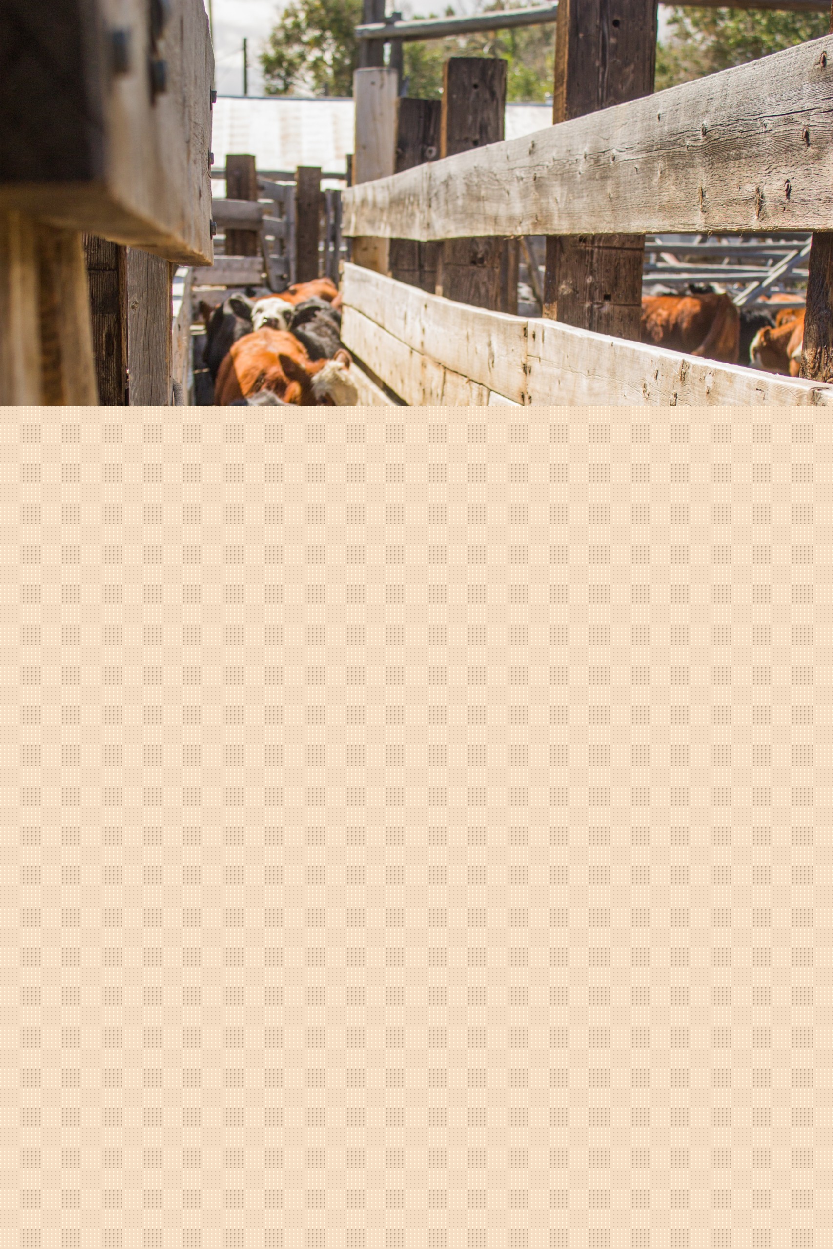 A Ranch Mom: Processing yearling calves