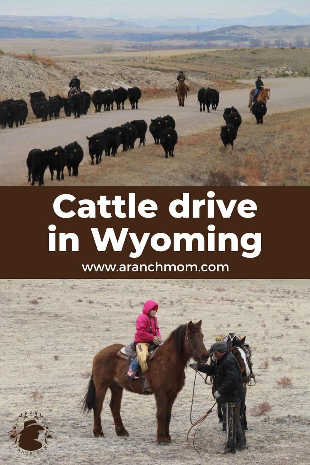 Pinterest graphic of cattle herd and cowboys