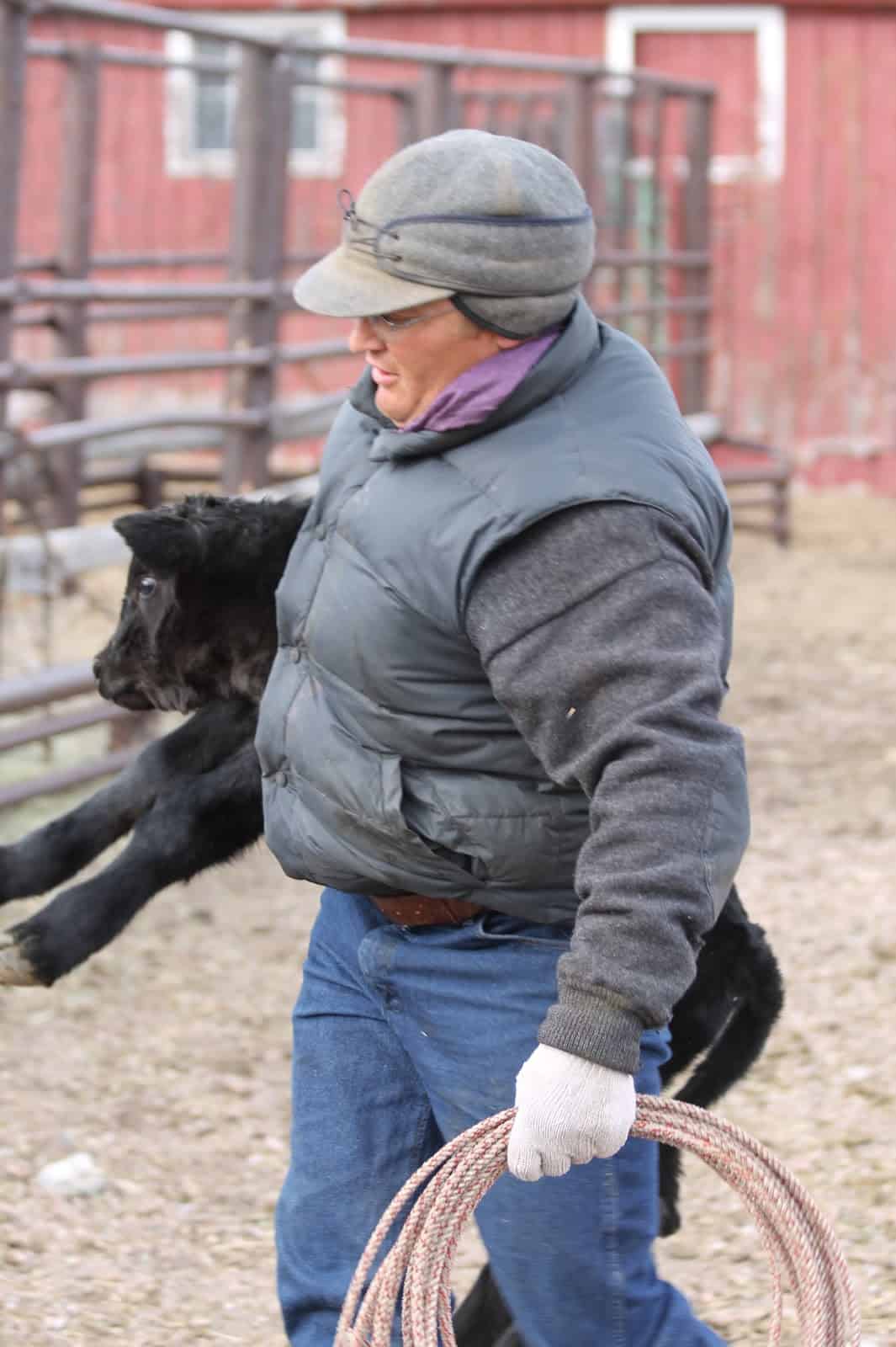 Cowboy carrying black calf under one arm with rope in other arm