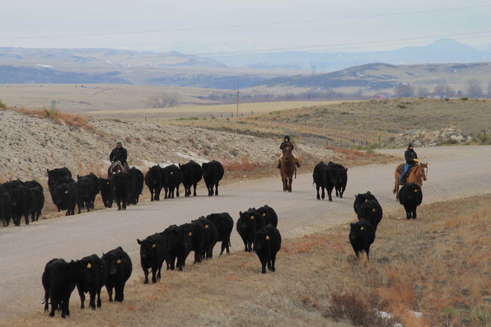 cowboy and children on Wyoming ranch cattle drive