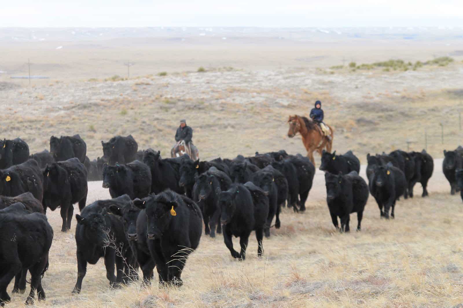 cowboys moving cattle on a Wyoming ranch in winter