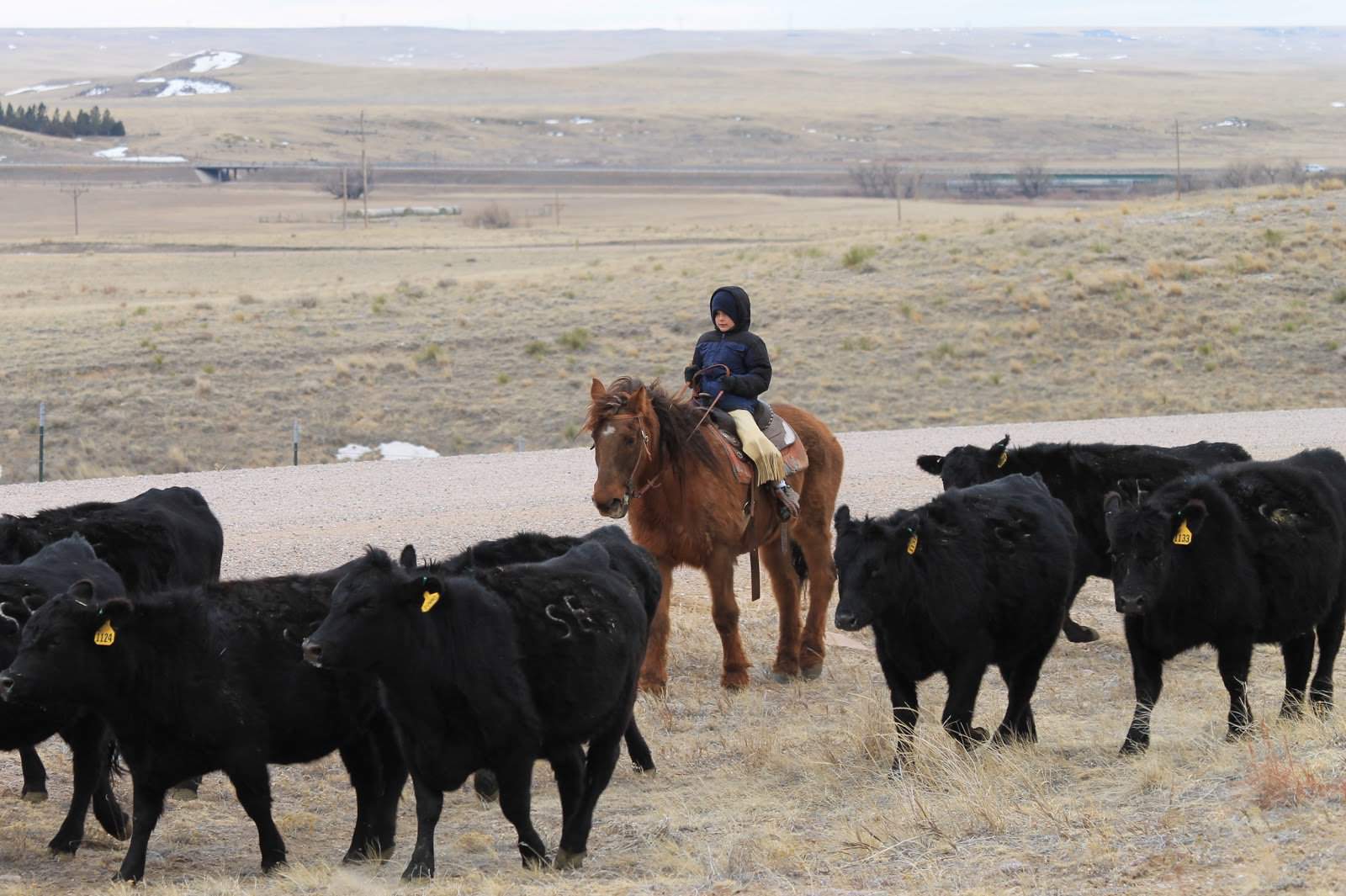 young boy riding a cow pony on a Wyoming ranch in winter