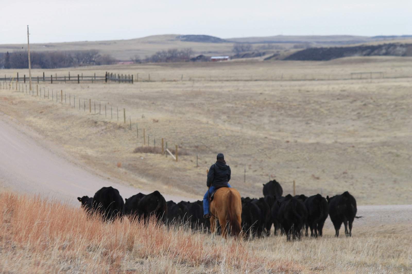 cowgirl on a horse moving cattle in Wyoming 