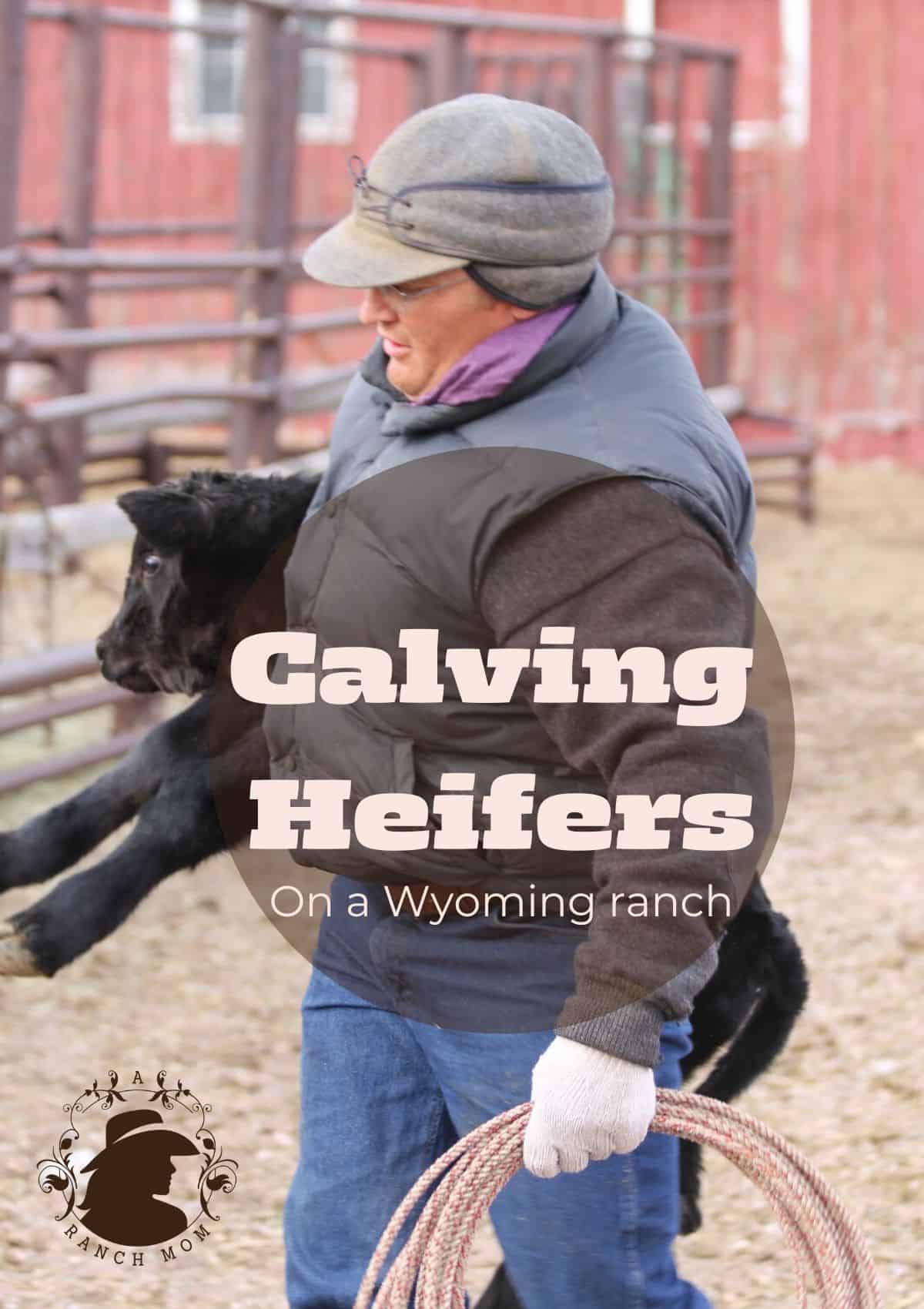 Pinterest graphic for calving
