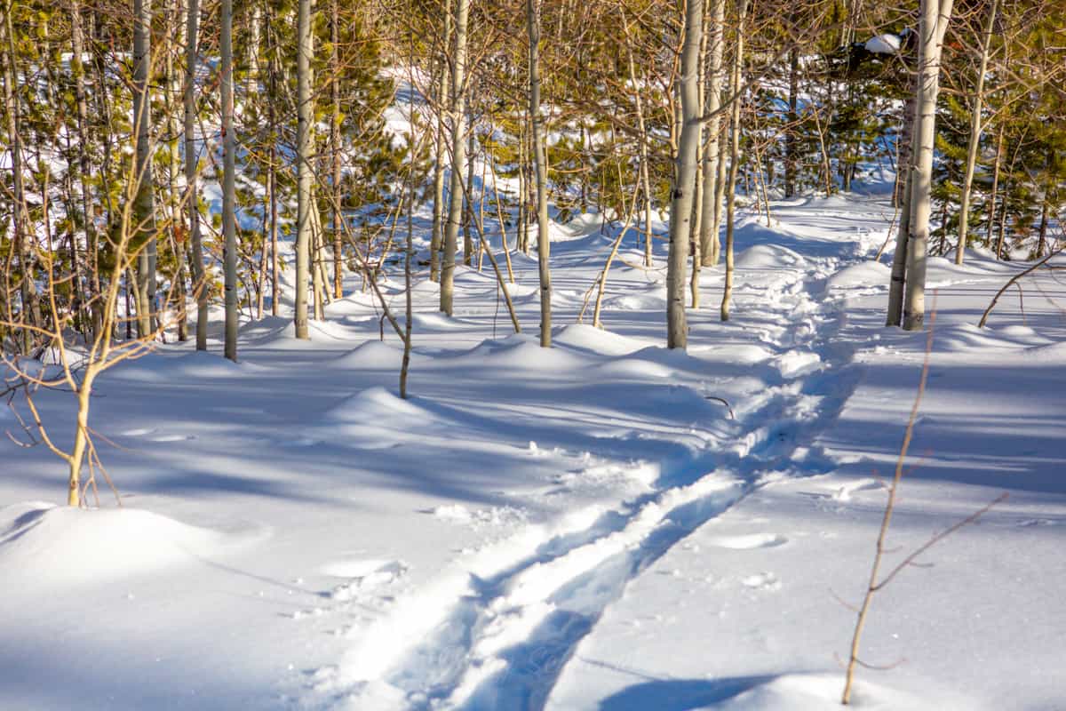 footprints in snow in forest
