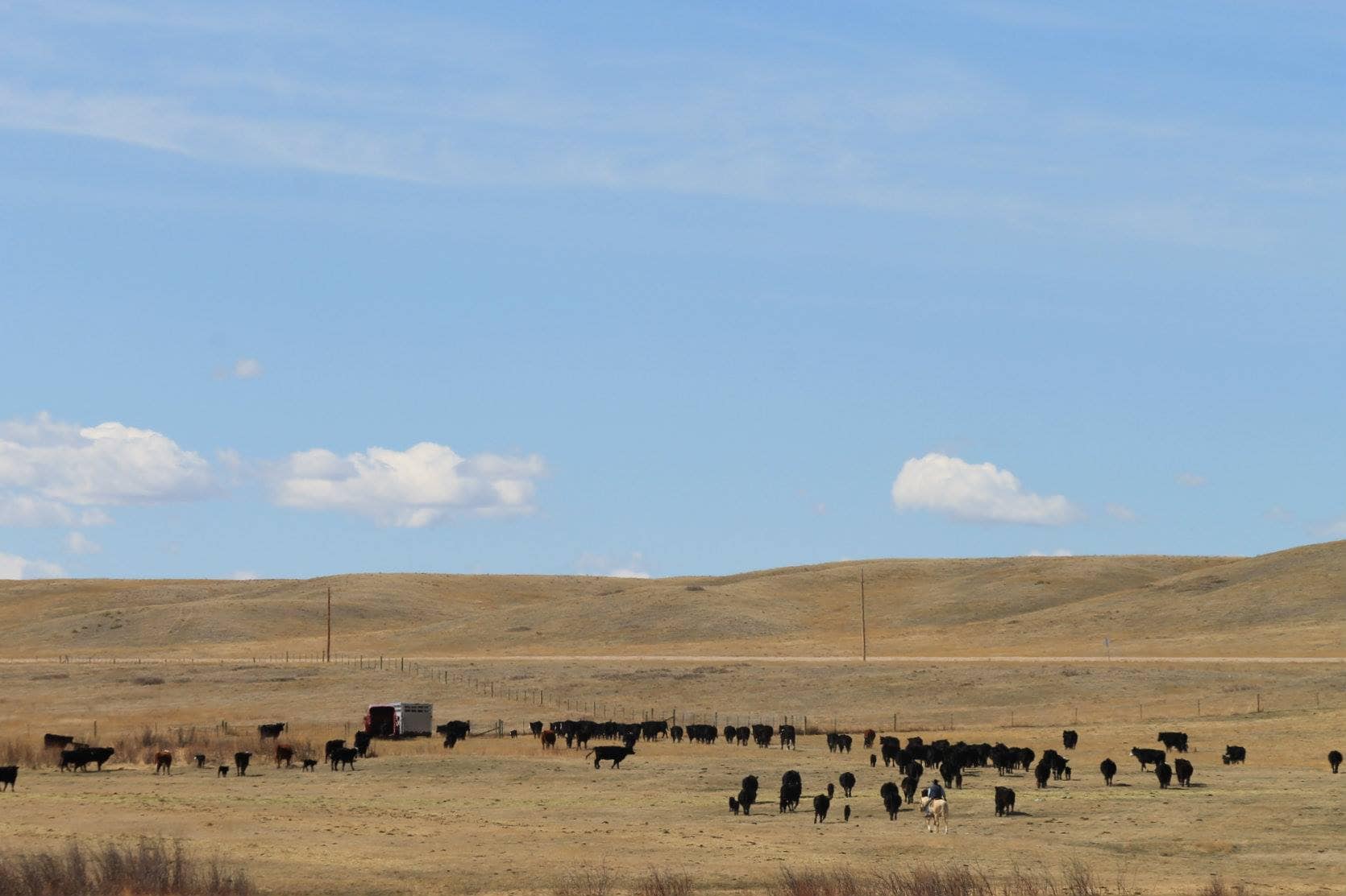 herd of Angus cattle with trailers and cowboys nearby