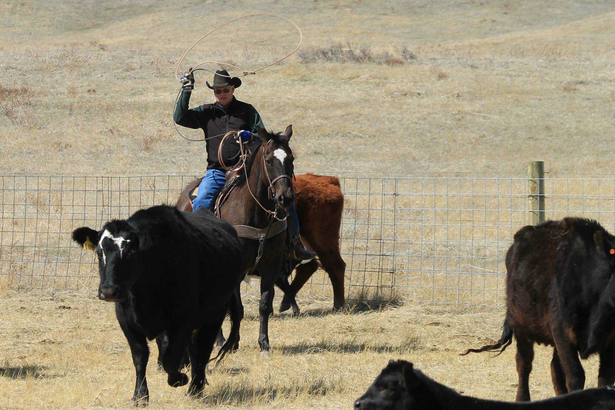 Mounted cowboy swinging a lasso chasing black cow