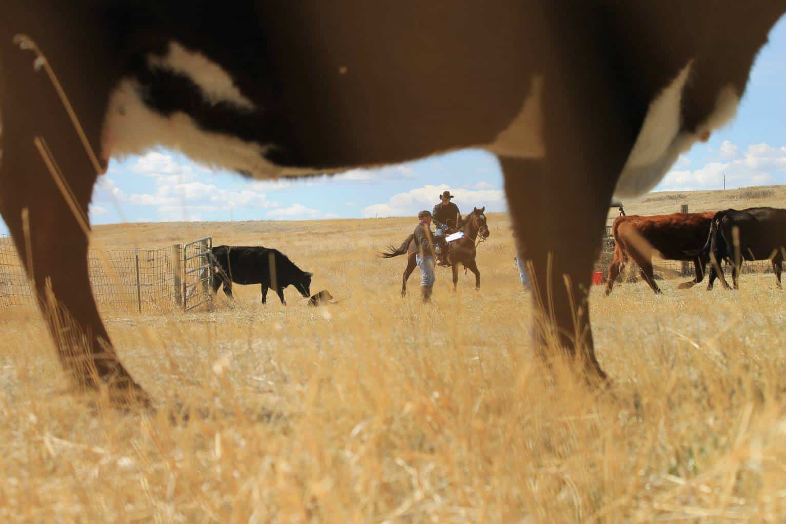 cowboy on a horse near a mama cow and calf