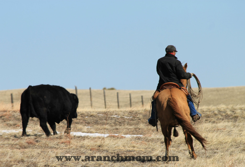 Moving Bulls on the Nimmo Ranch