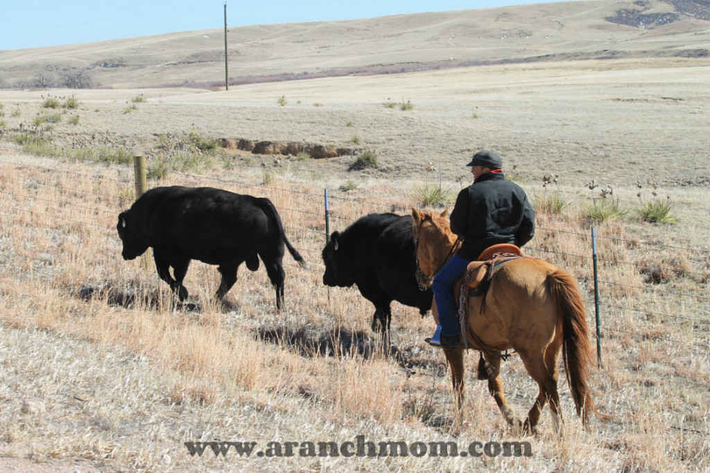 Moving Bulls on the Nimmo Ranch