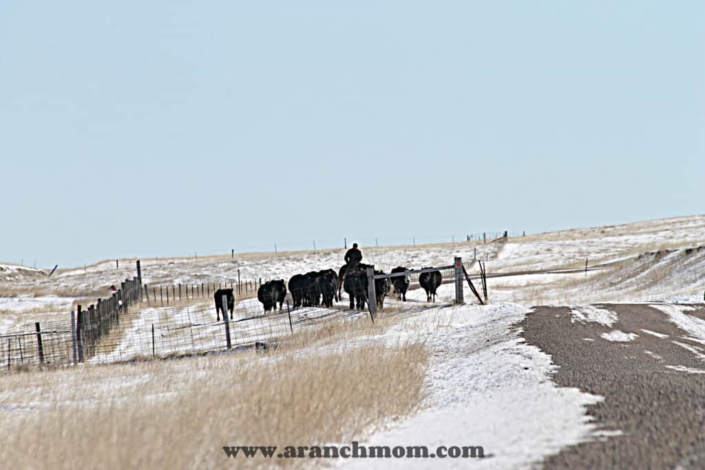 moving heifers to the corrals