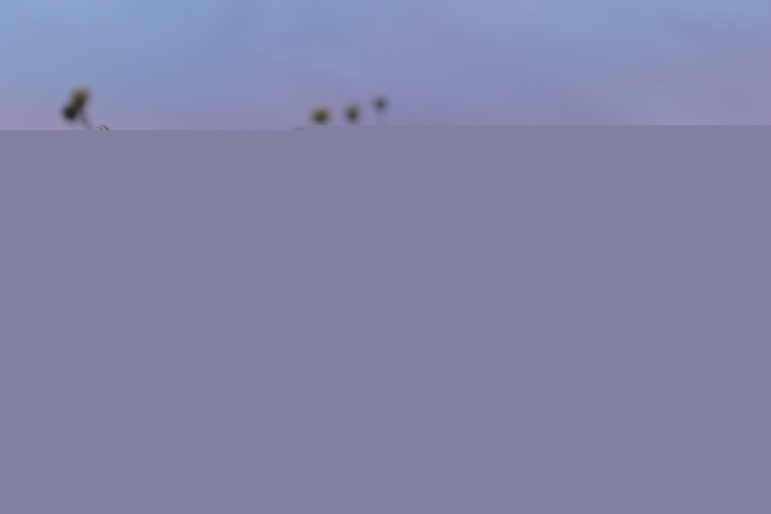 Wildflowers in wyoming