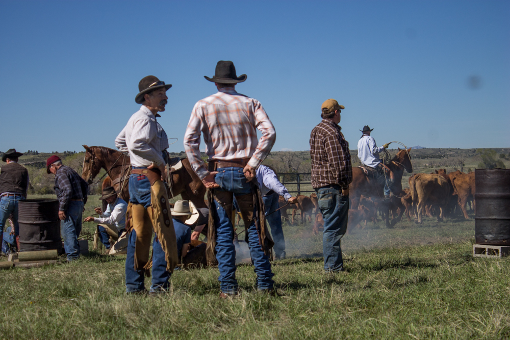 cowboys at a wyoming branding