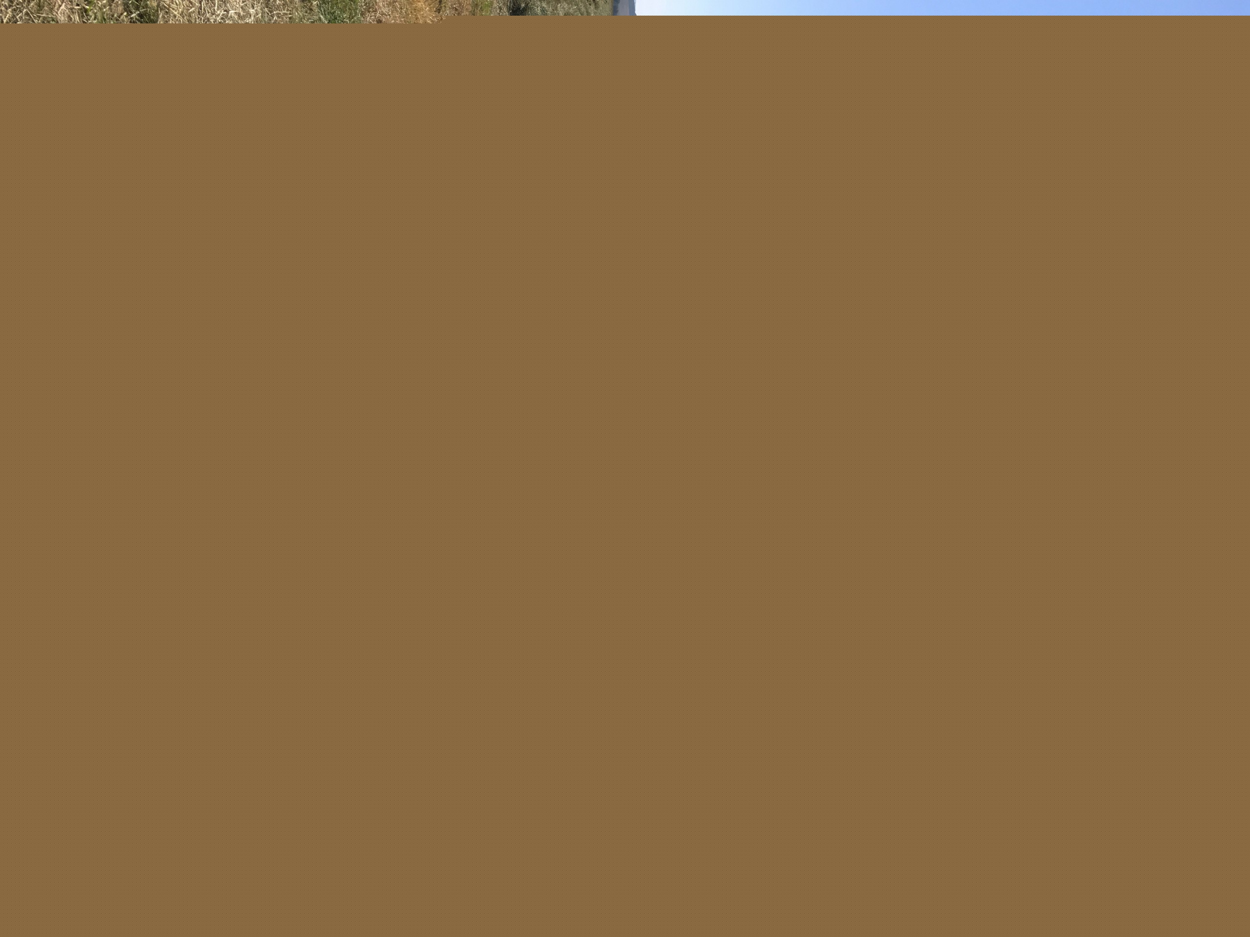 Taking a break from raking hay, to eat a bite and watch the eclipse.