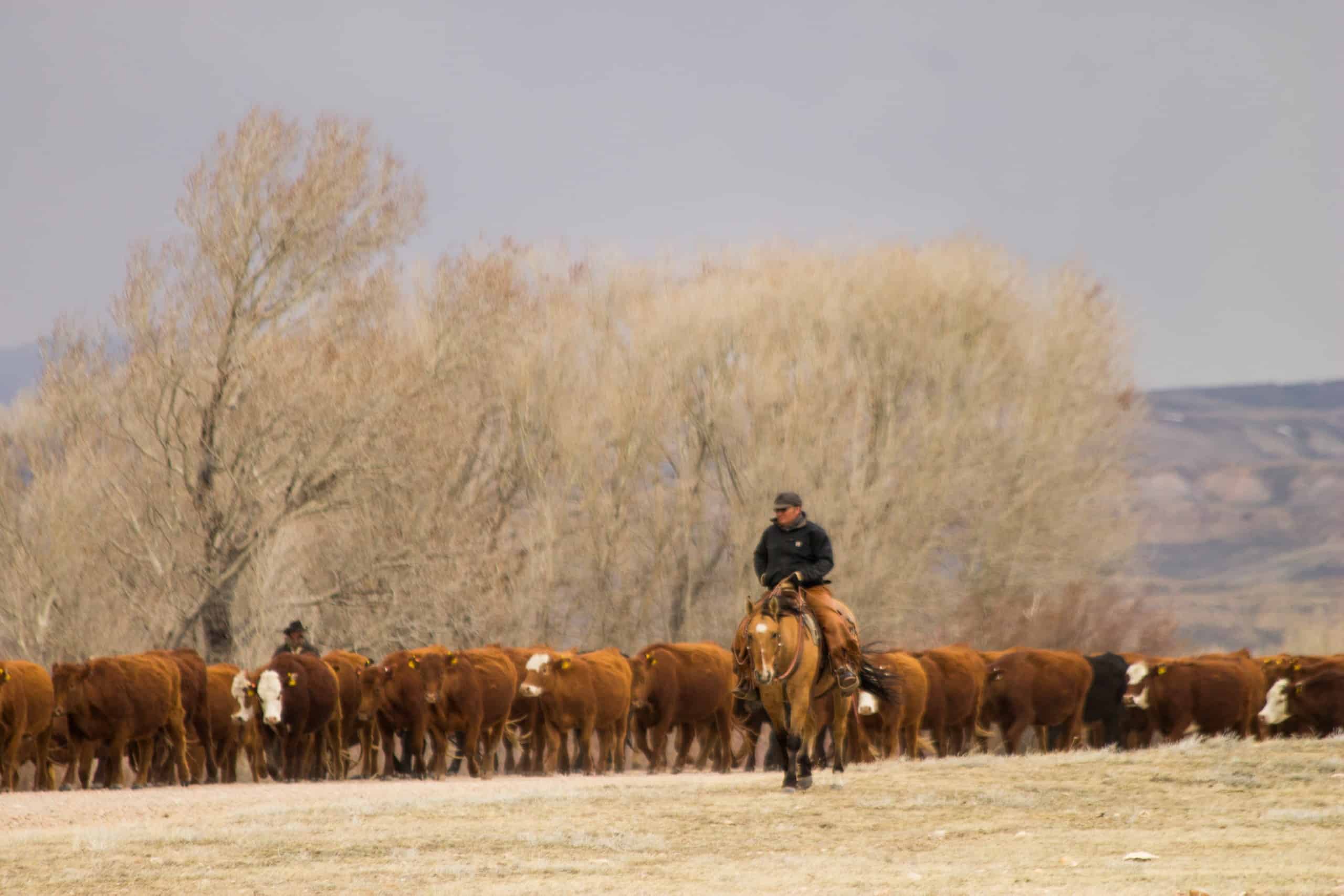 Cattle drive in Wyoming