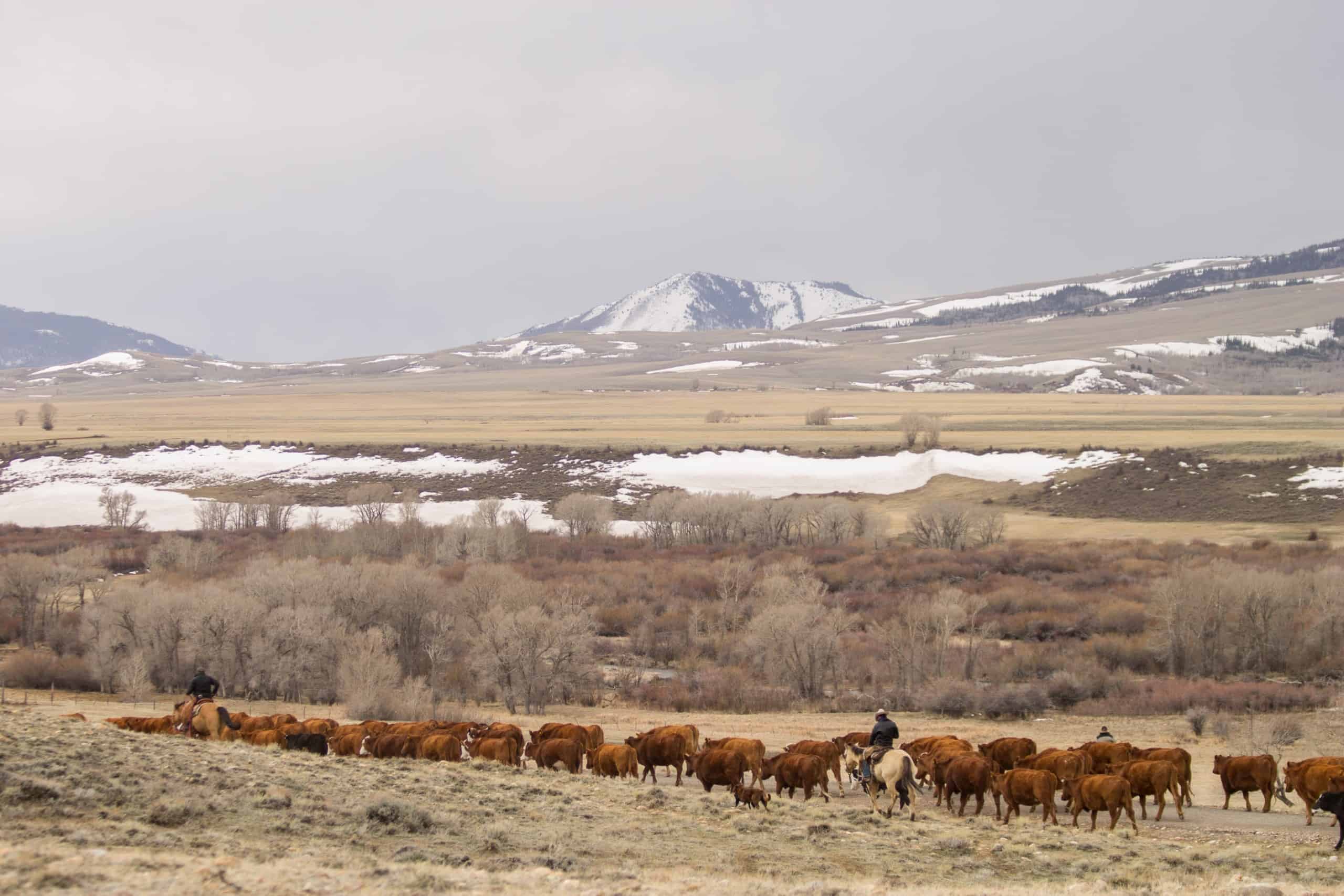 Cattle drive in Wyoming