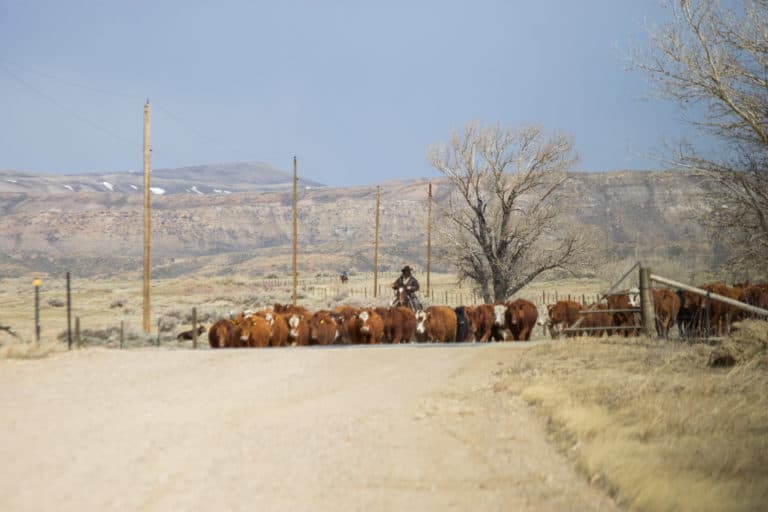 Cattle drive in Wyoming - A Ranch Mom