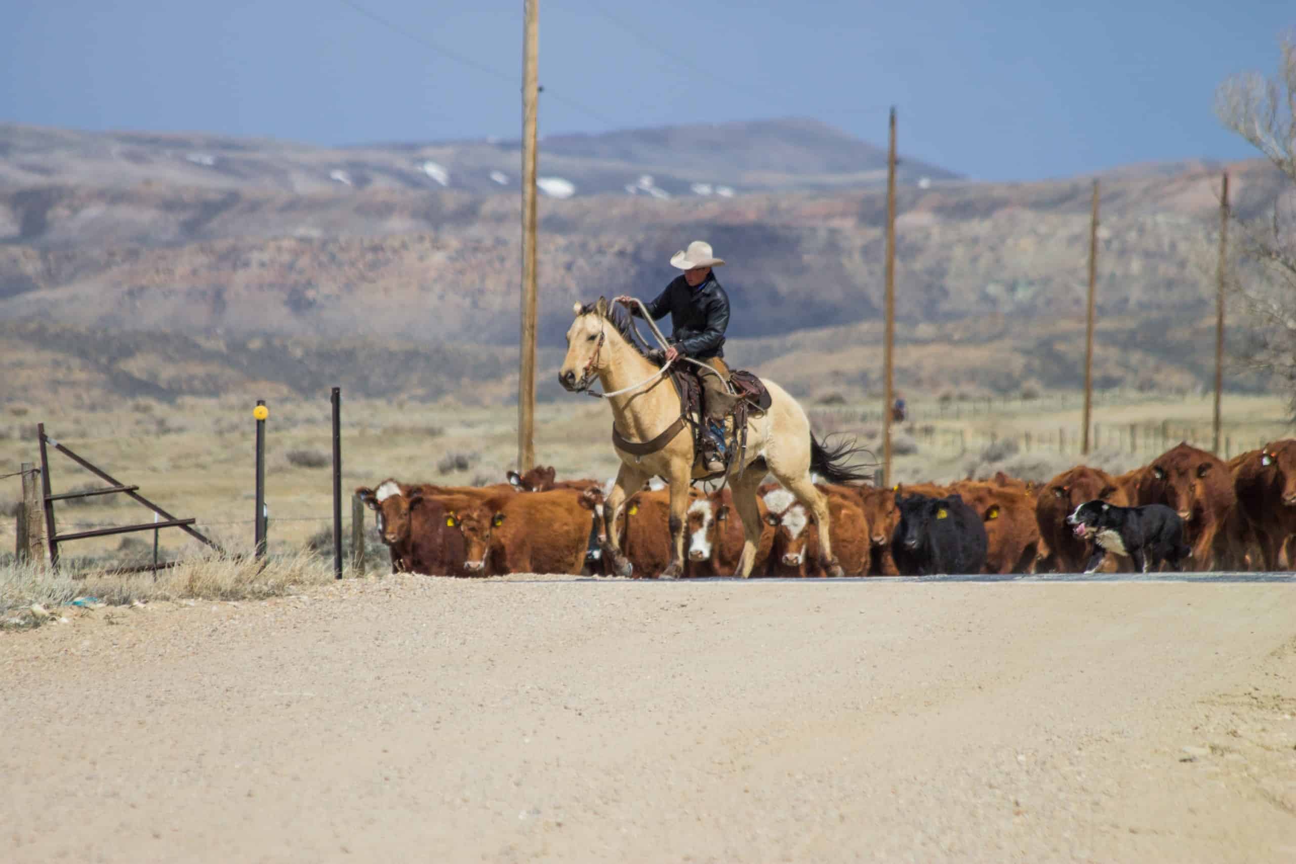 Cattle drive in Wyoming