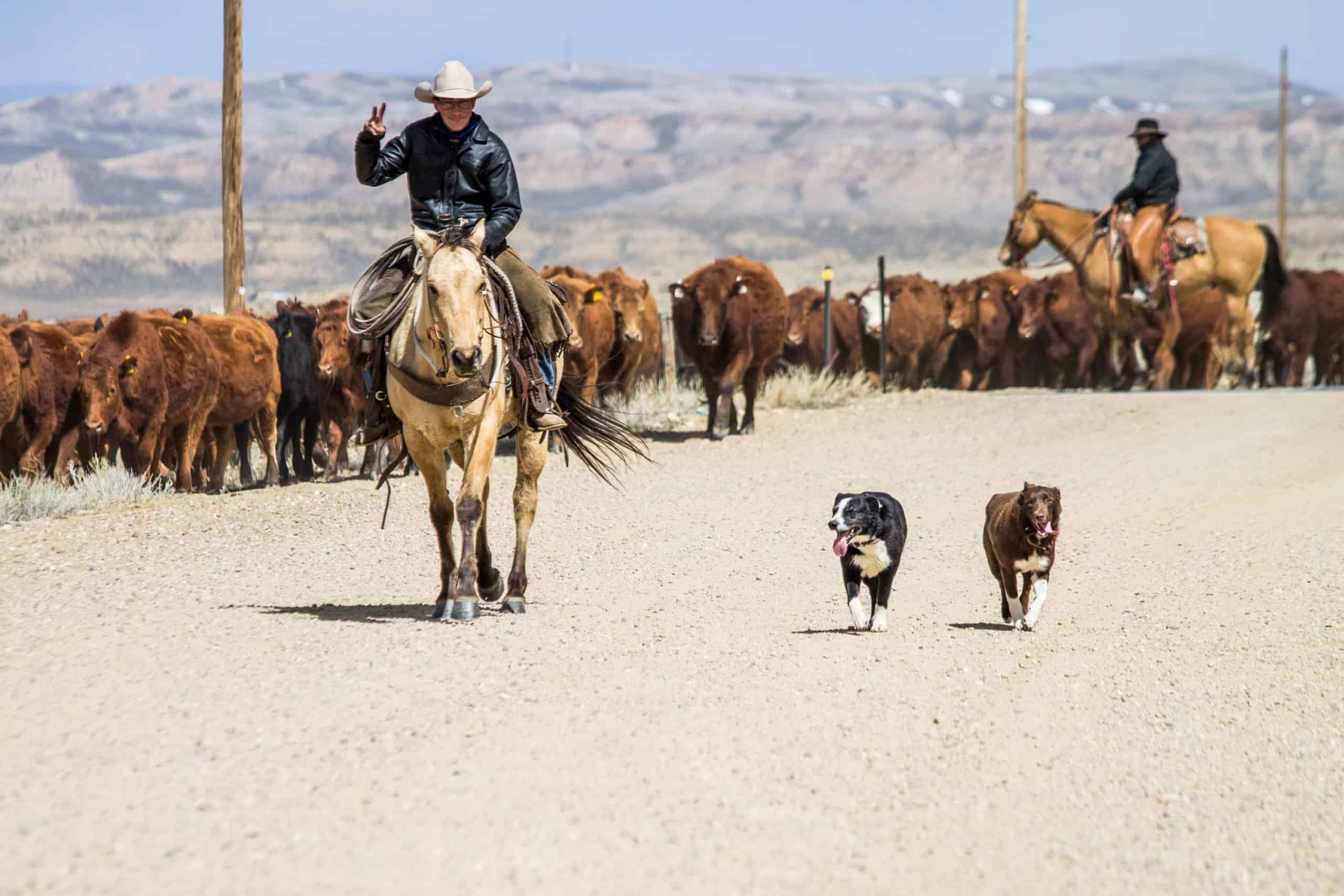 Cattle drive in Wyoming