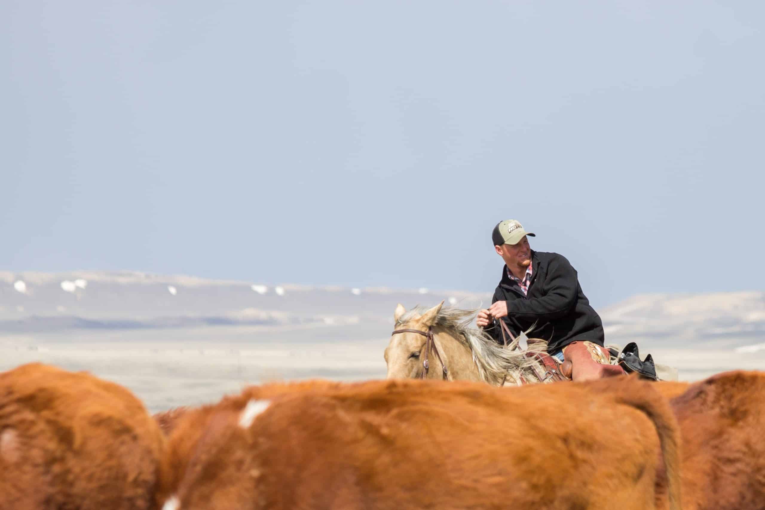 Cattle drive in Wyoming