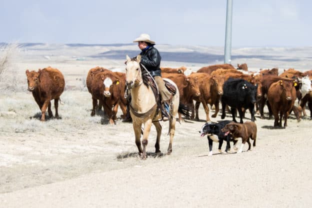 Cattle drive in Wyoming - A Ranch Mom