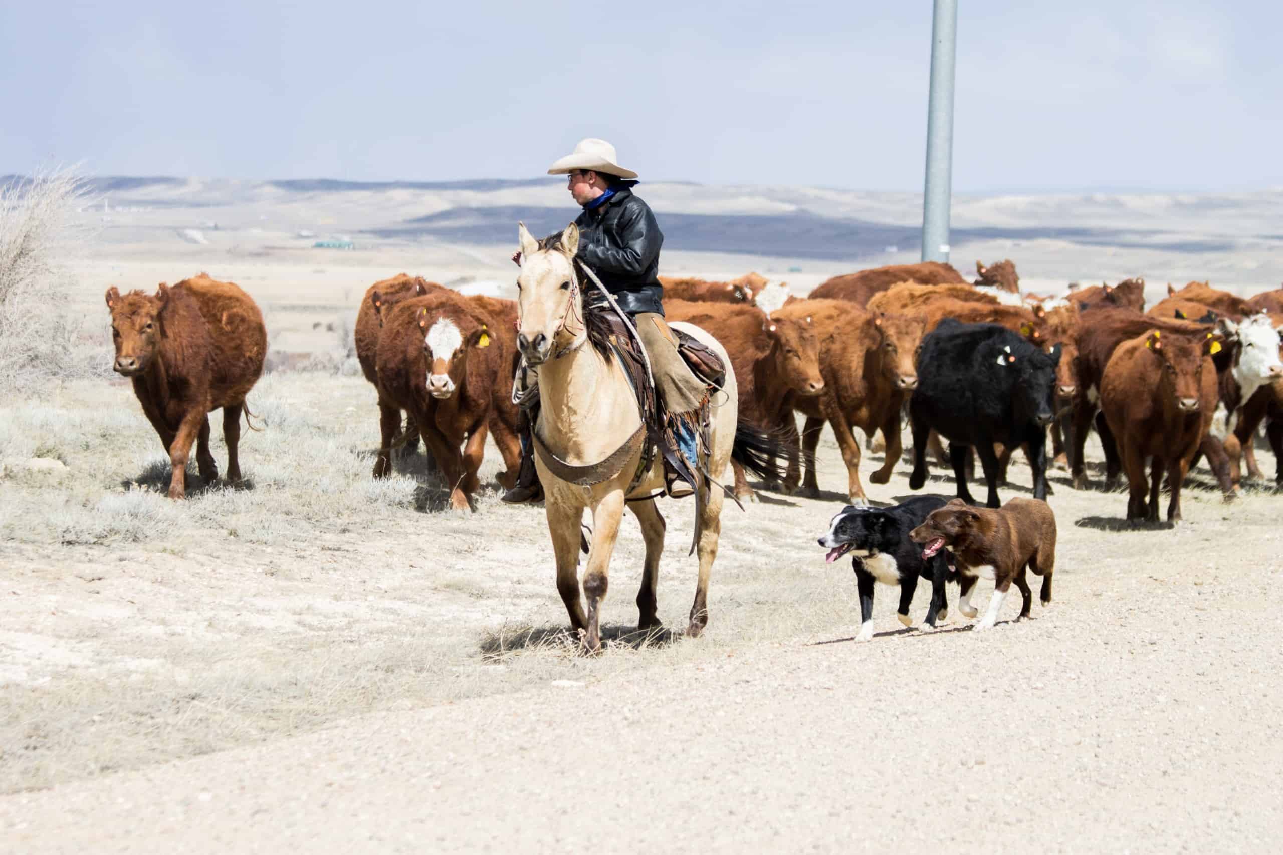 Cattle drive in Wyoming