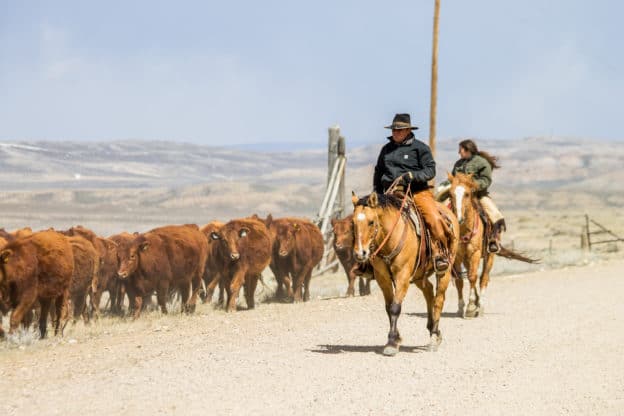 Cattle drive in Wyoming - A Ranch Mom