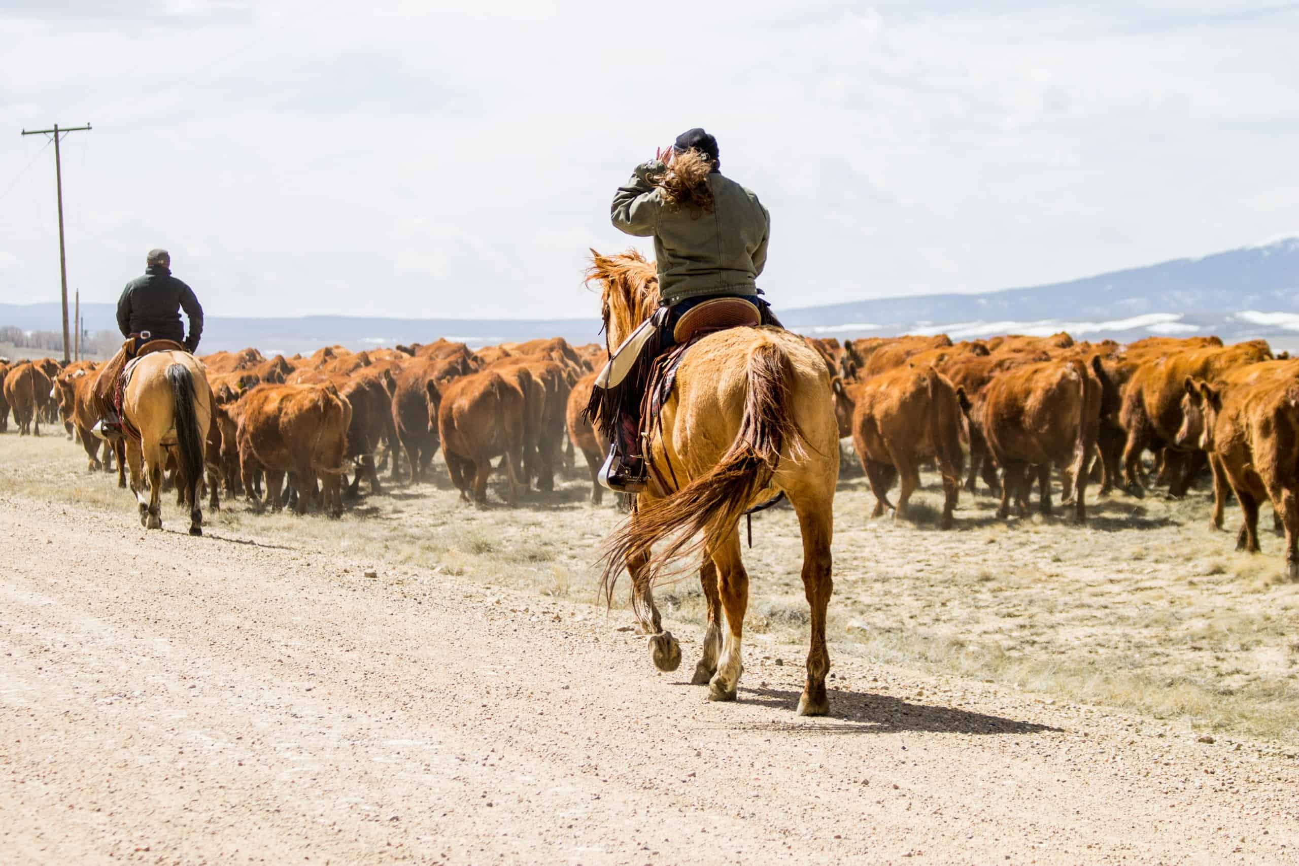 Cattle drive in Wyoming