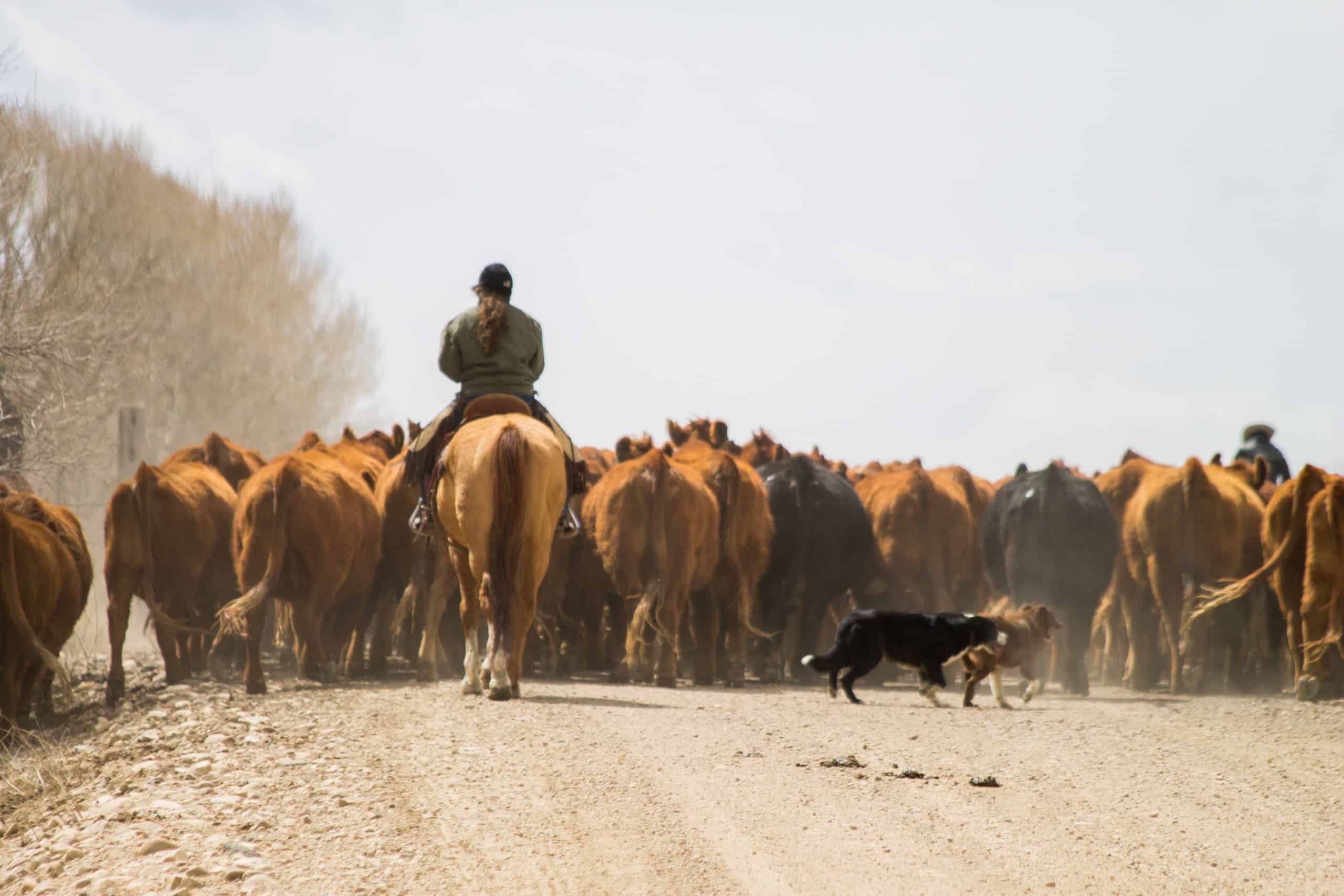 Cattle drive in Wyoming