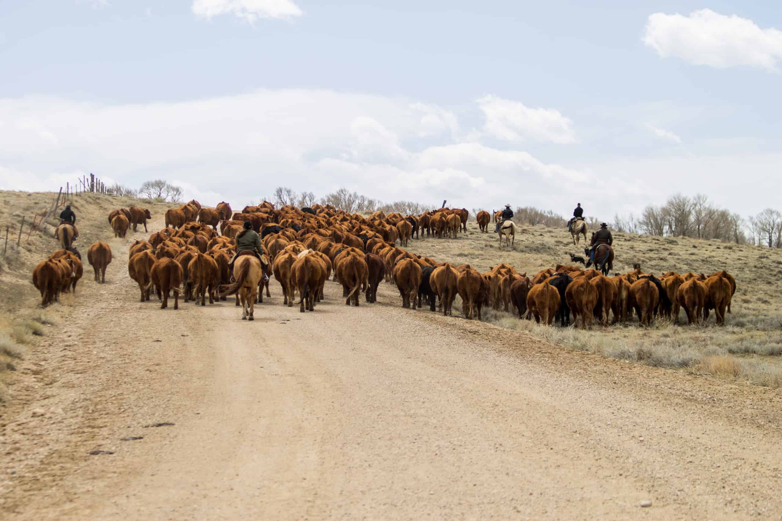 Cattle drive in Wyoming