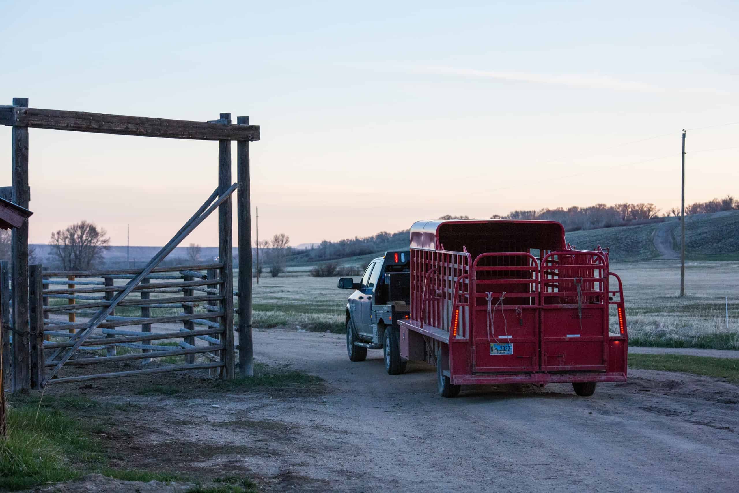 Mornings on the ranch - truck and trailer