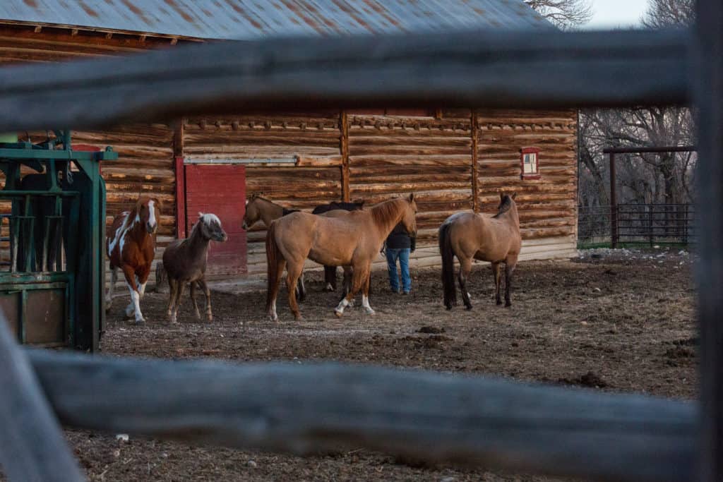 Mornings on the ranch - horses