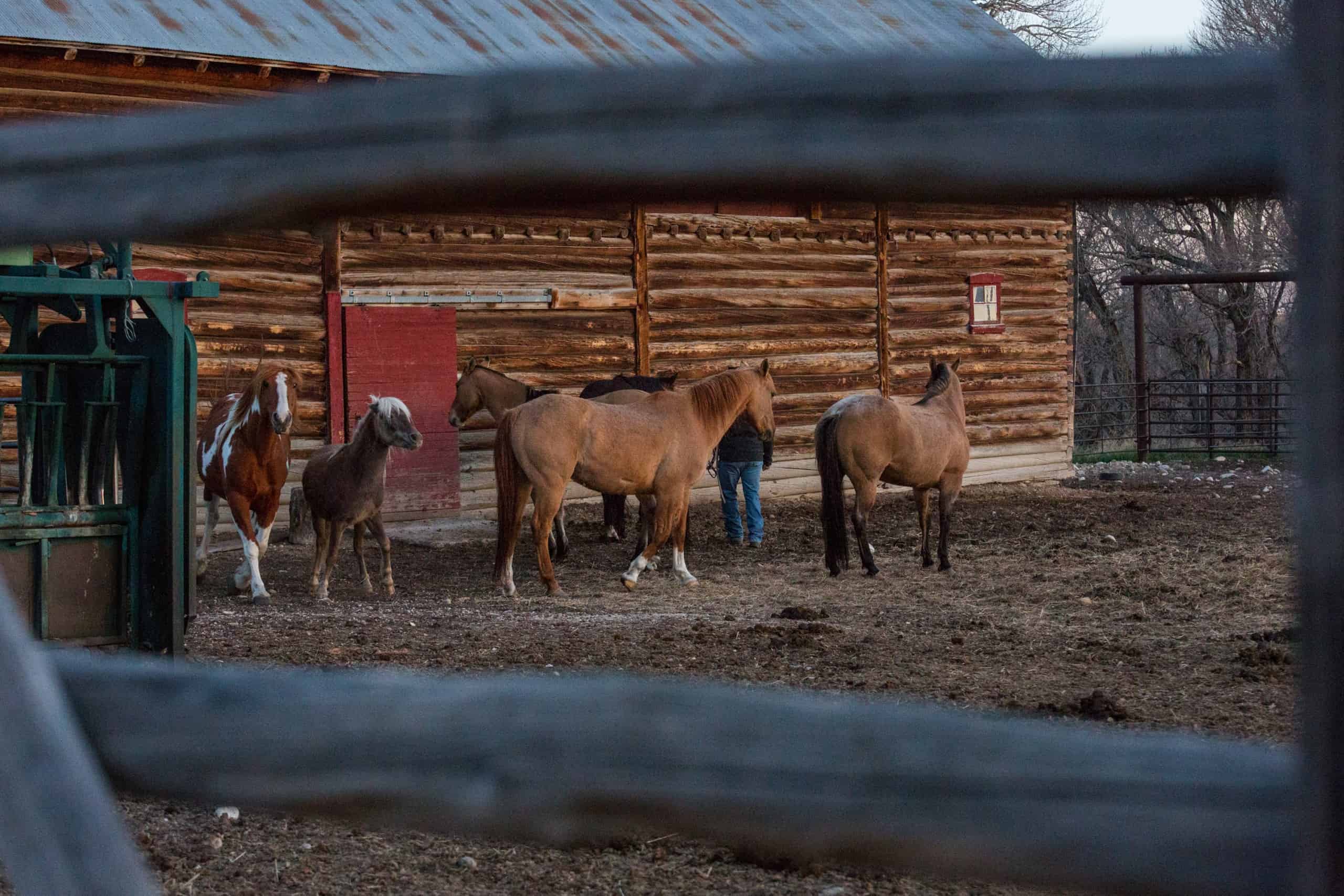 Mornings on the ranch - horses