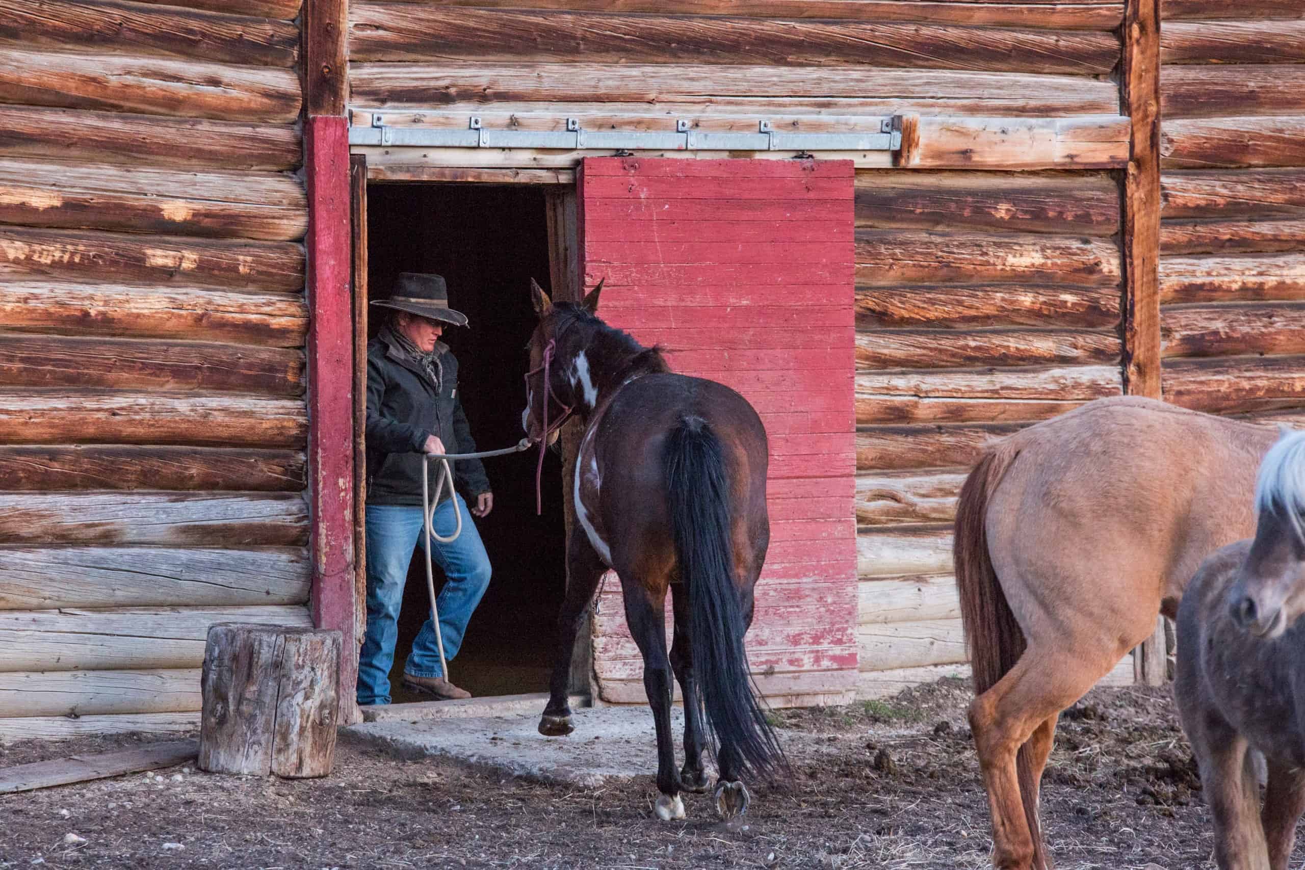 Mornings on the ranch - horse