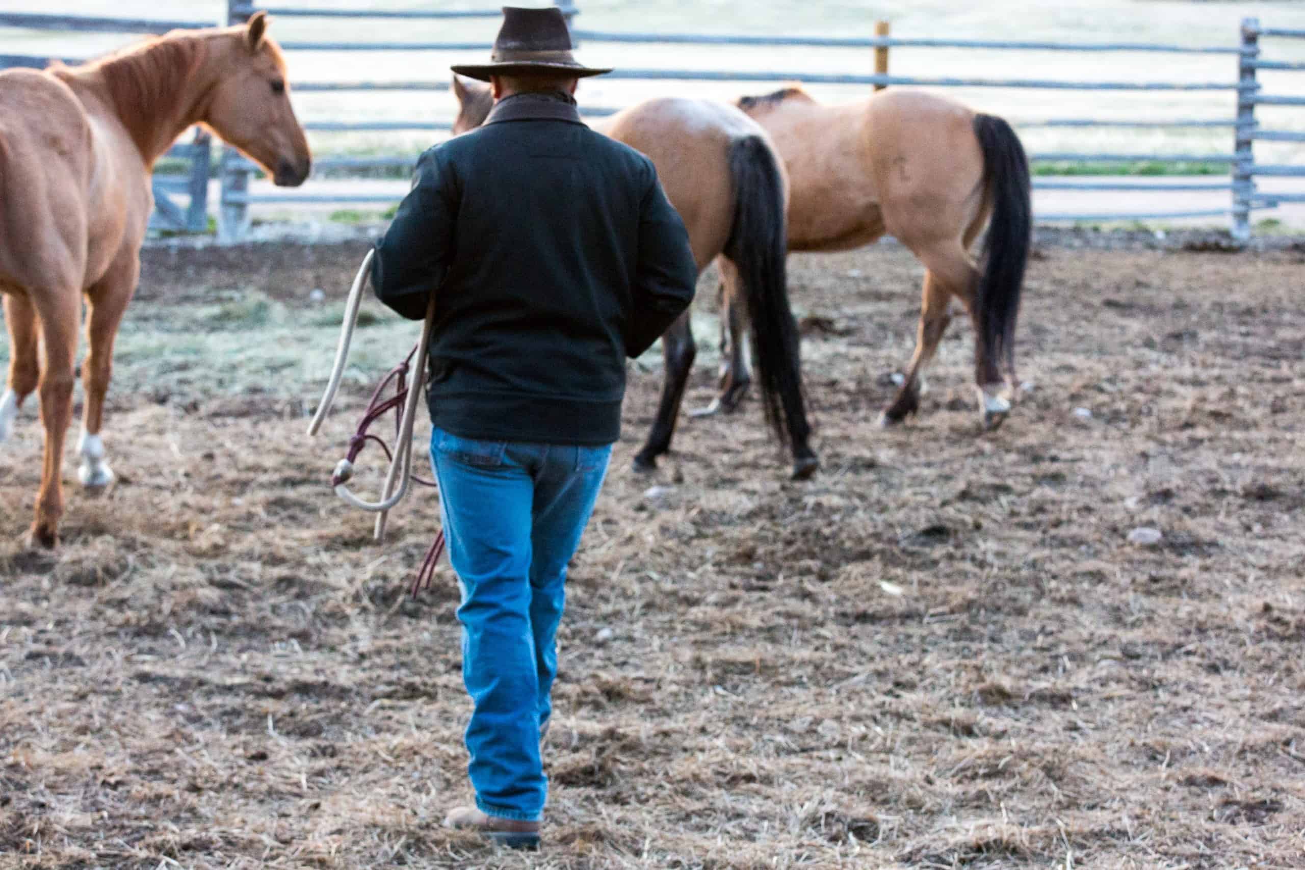 Mornings on the ranch - 