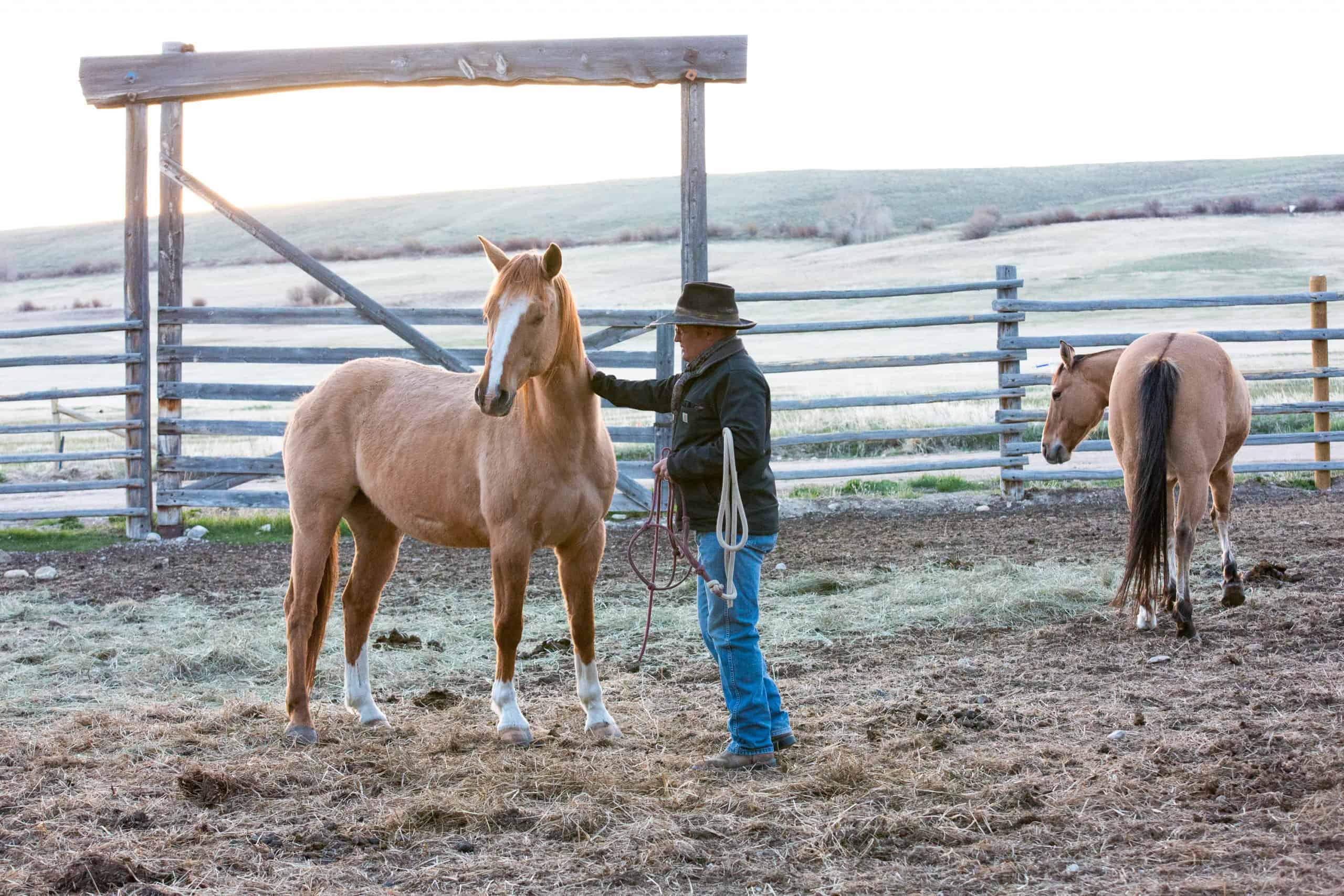 Mornings on the ranch - catching horses
