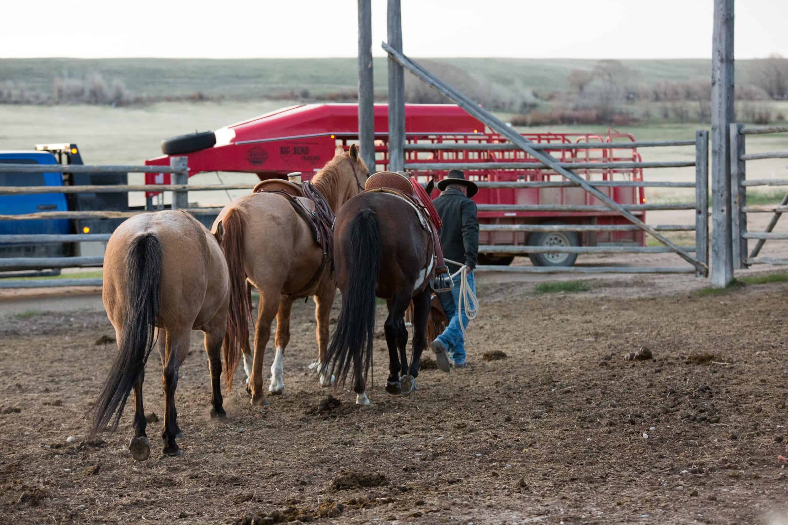 Mornings on the ranch