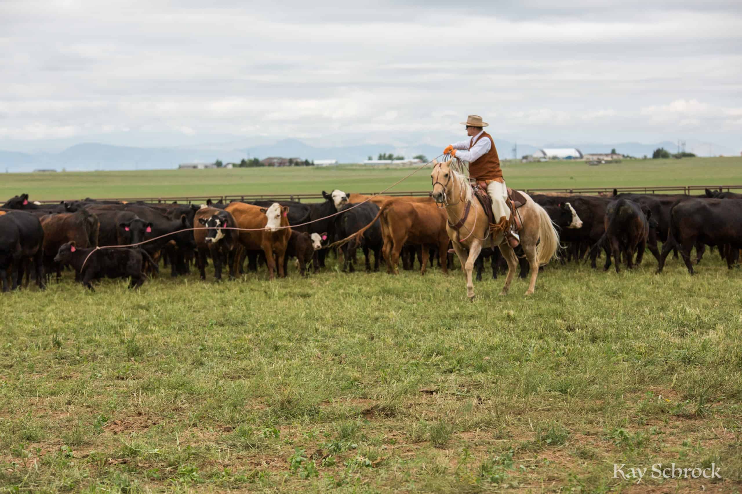 Colorado branding with Amish and Cowboys