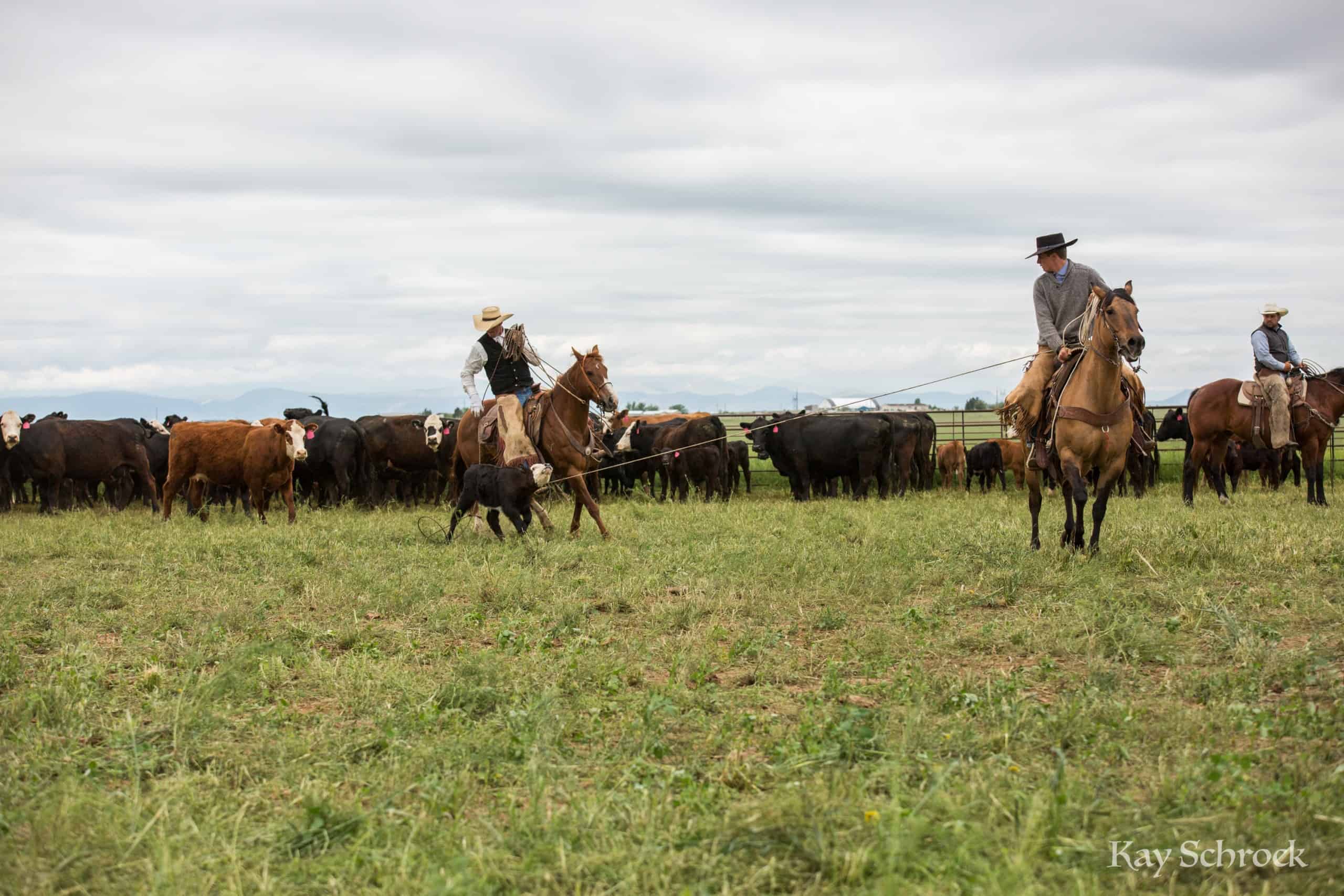 Colorado branding with Amish and Cowboys