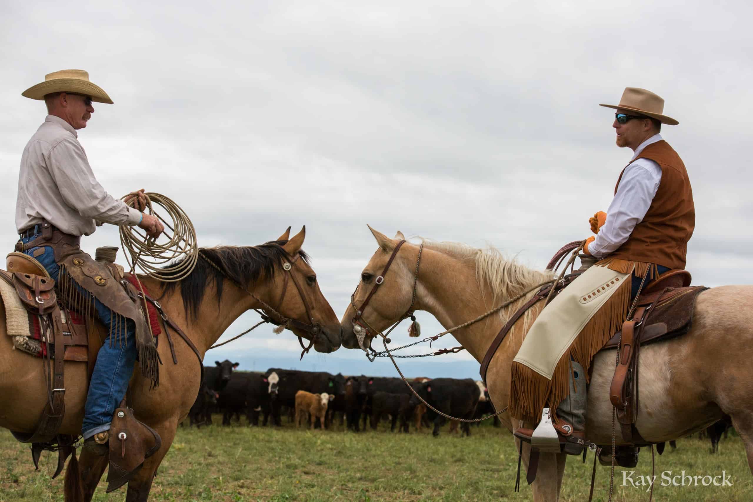 Colorado branding with Amish and Cowboys