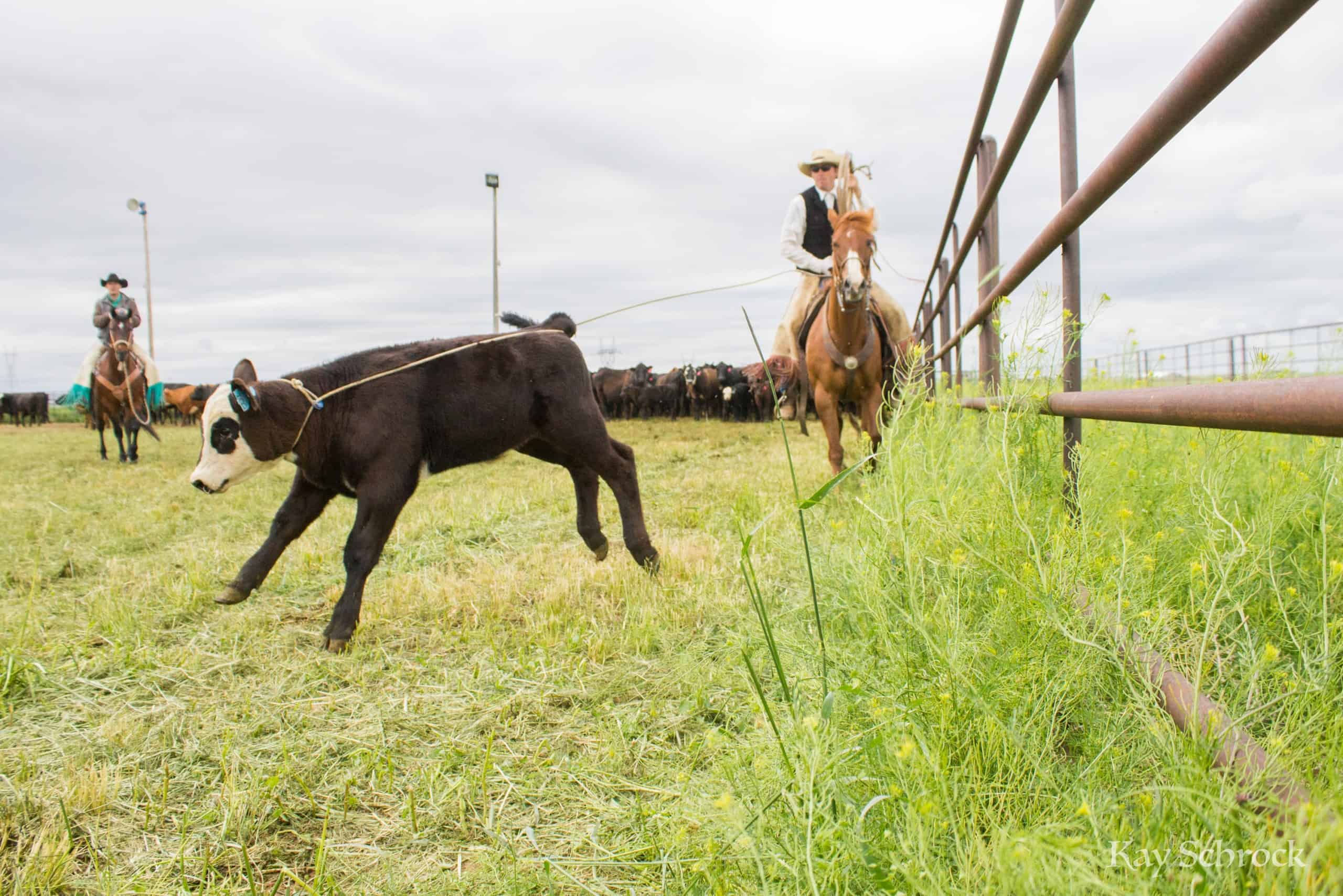 Colorado branding with Amish and Cowboys