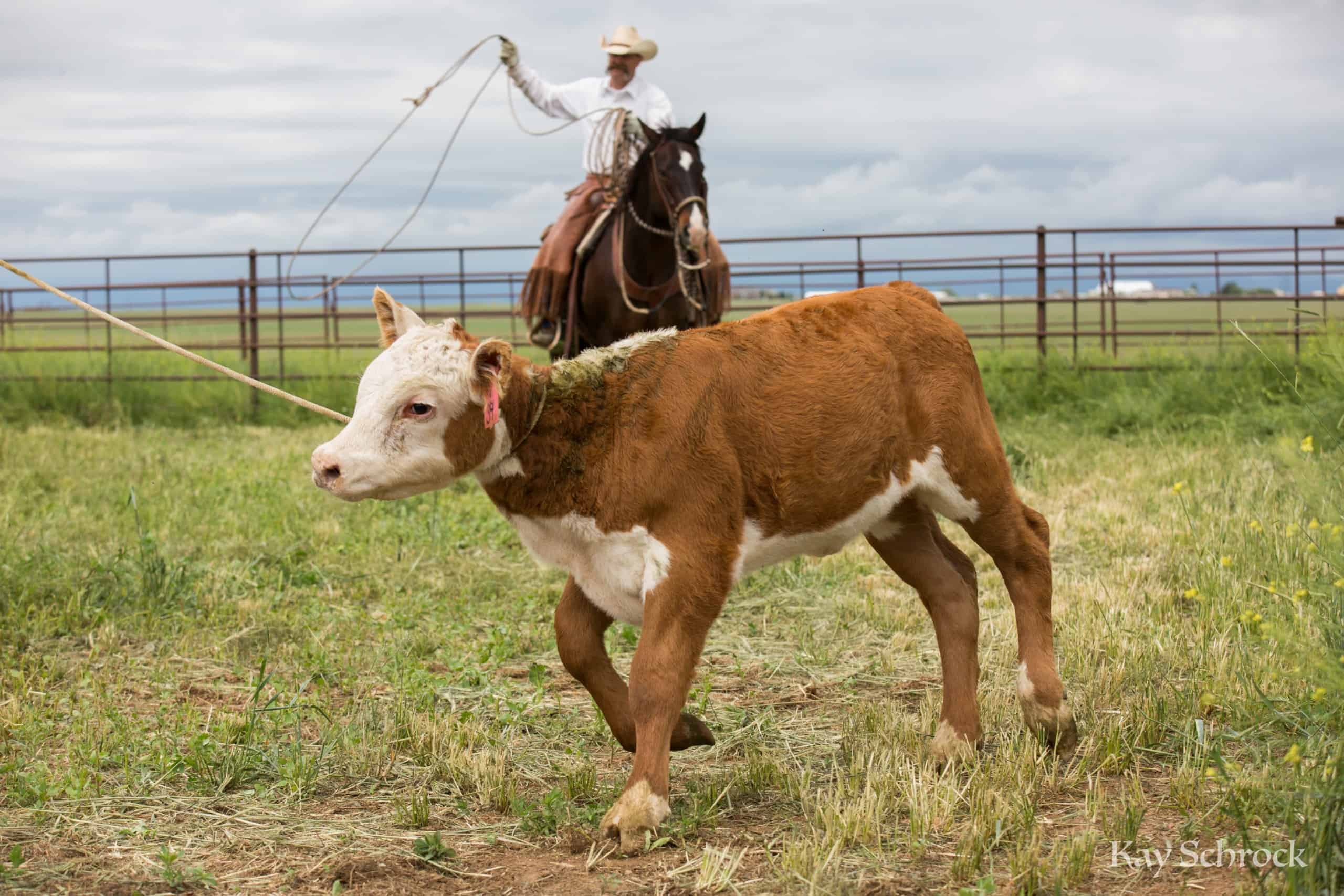 Colorado branding with Amish and Cowboys