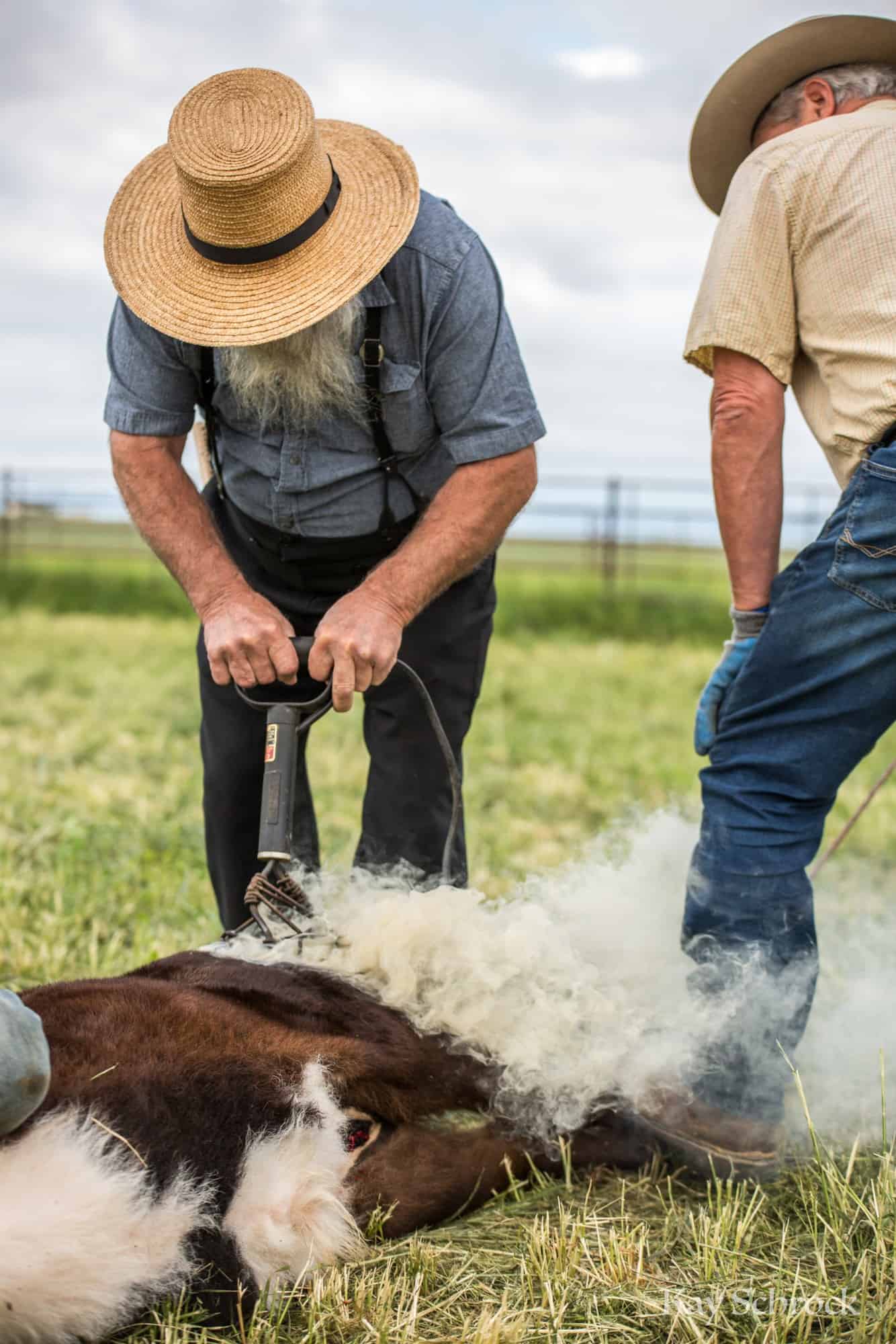 Colorado branding with Amish and Cowboys