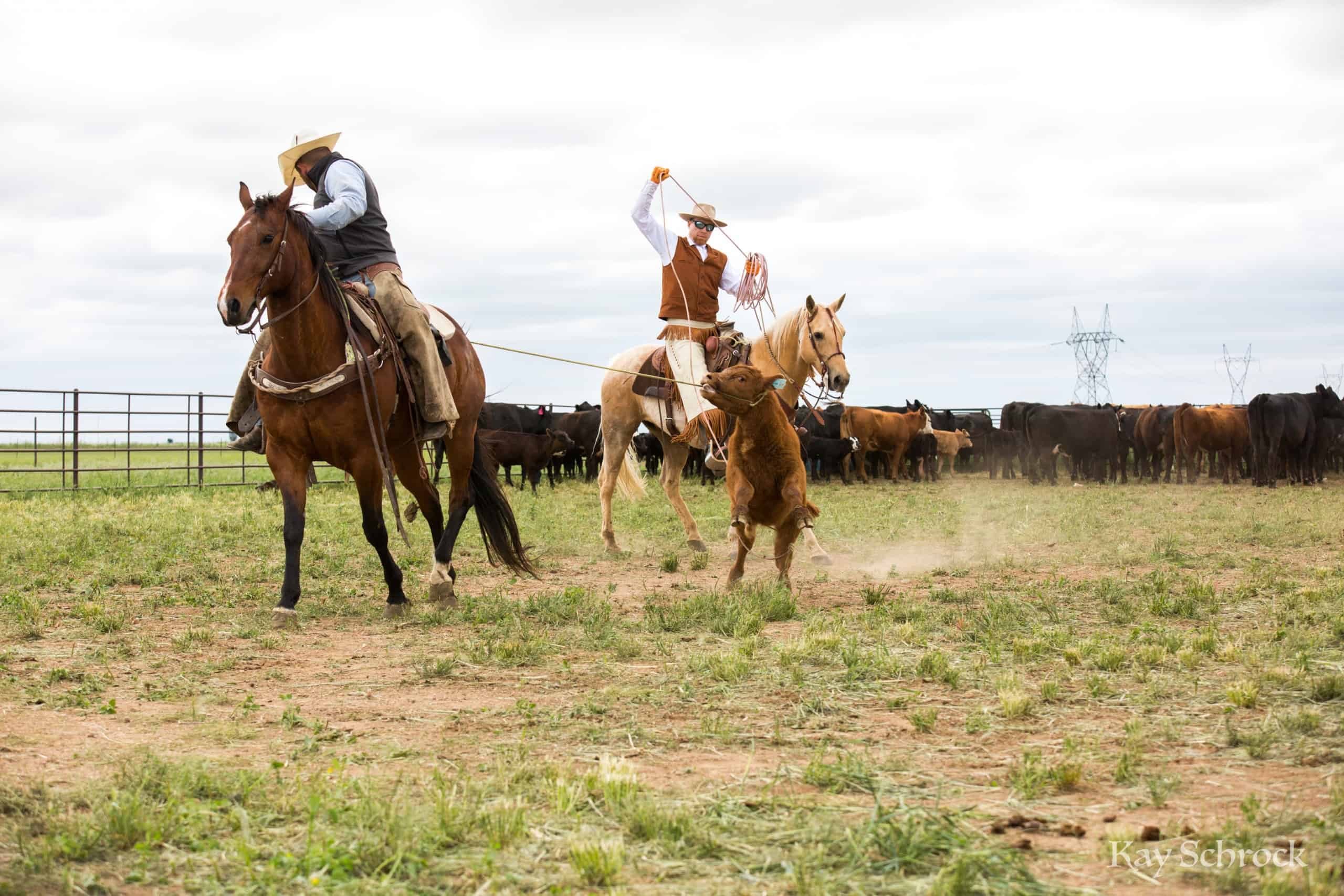 Colorado branding with Amish and Cowboys