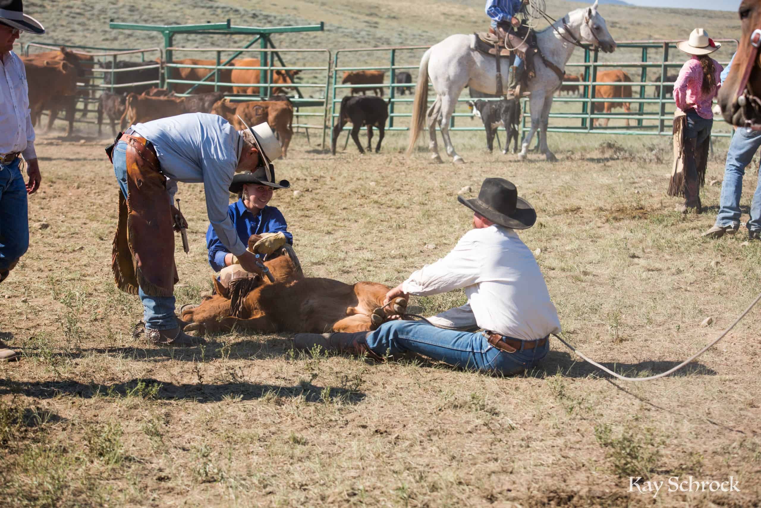 vaccinating calves