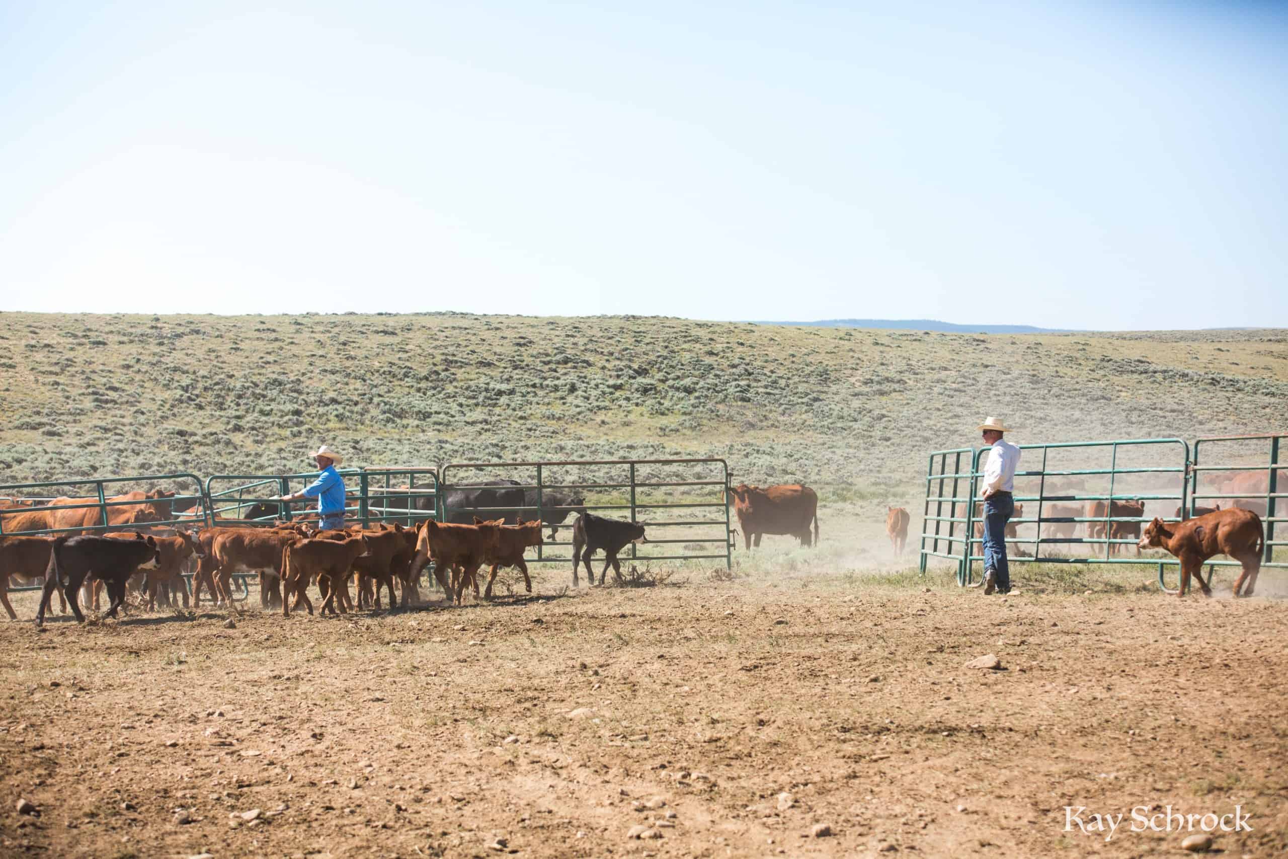 calves running out gate