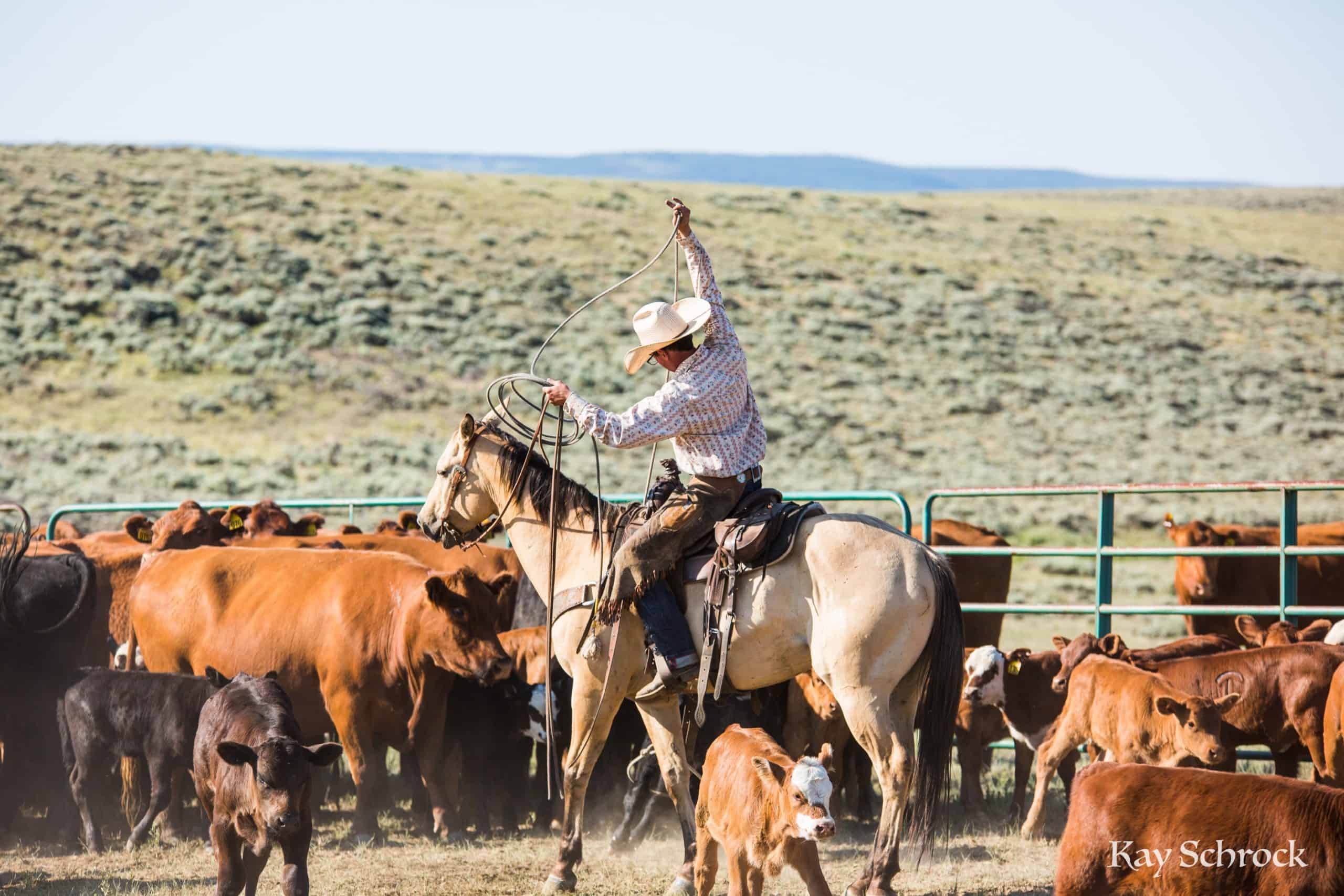 july branding - cowboy roping
