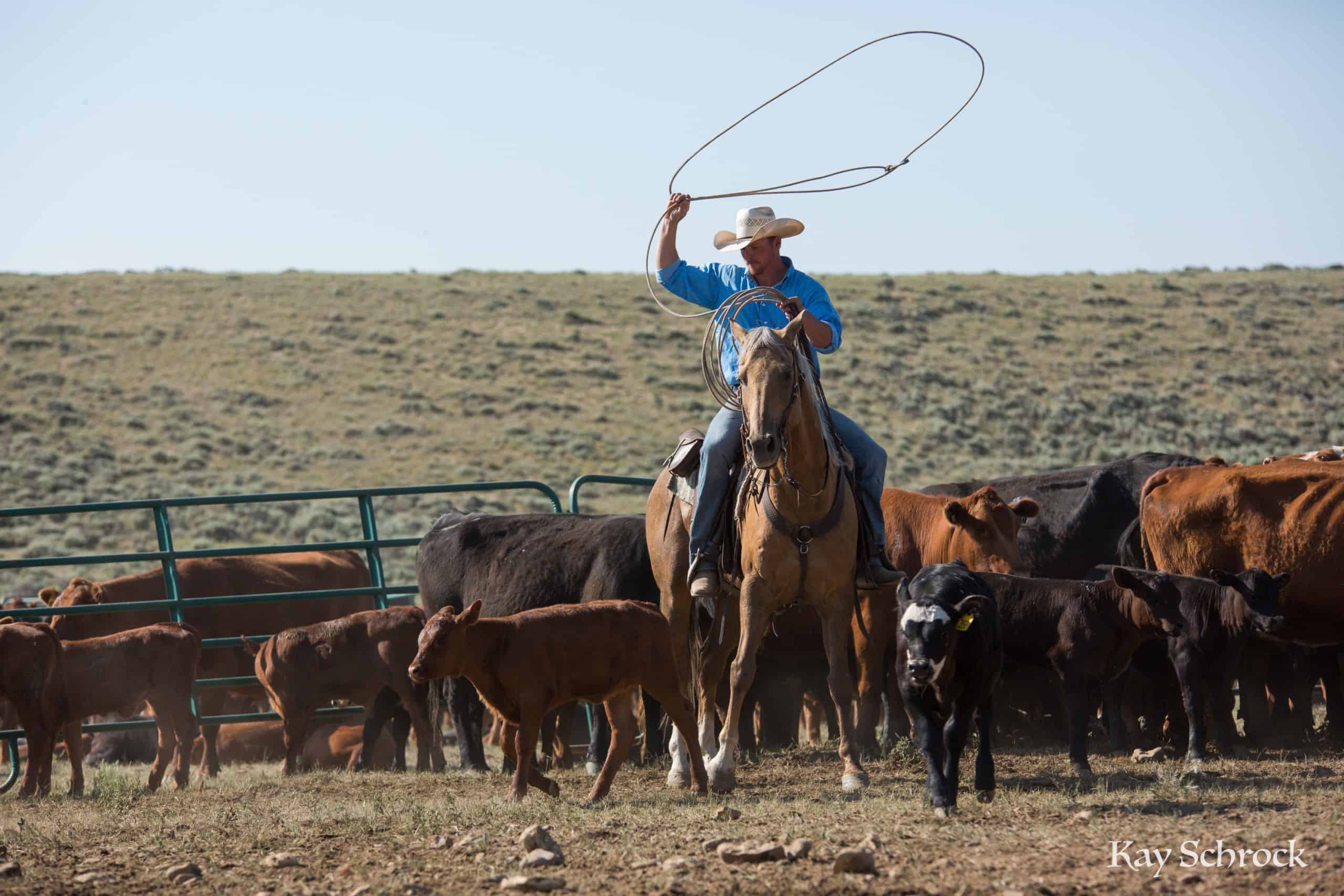 july branding; cowboy roping