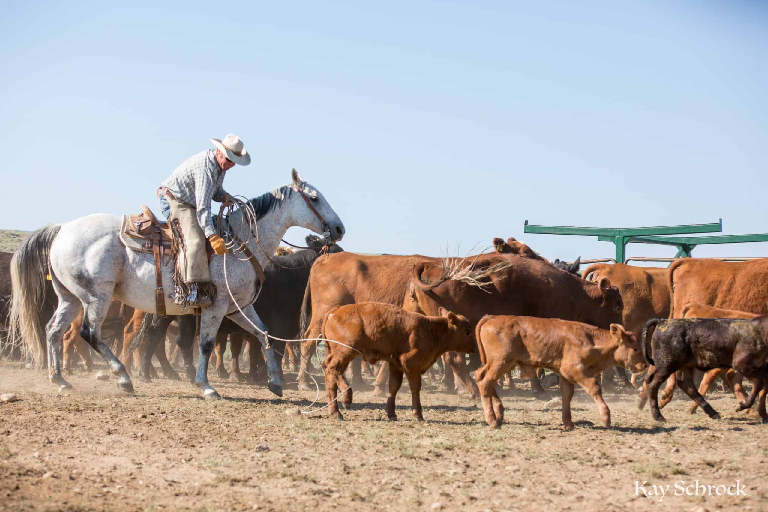july branding - cowboy roping